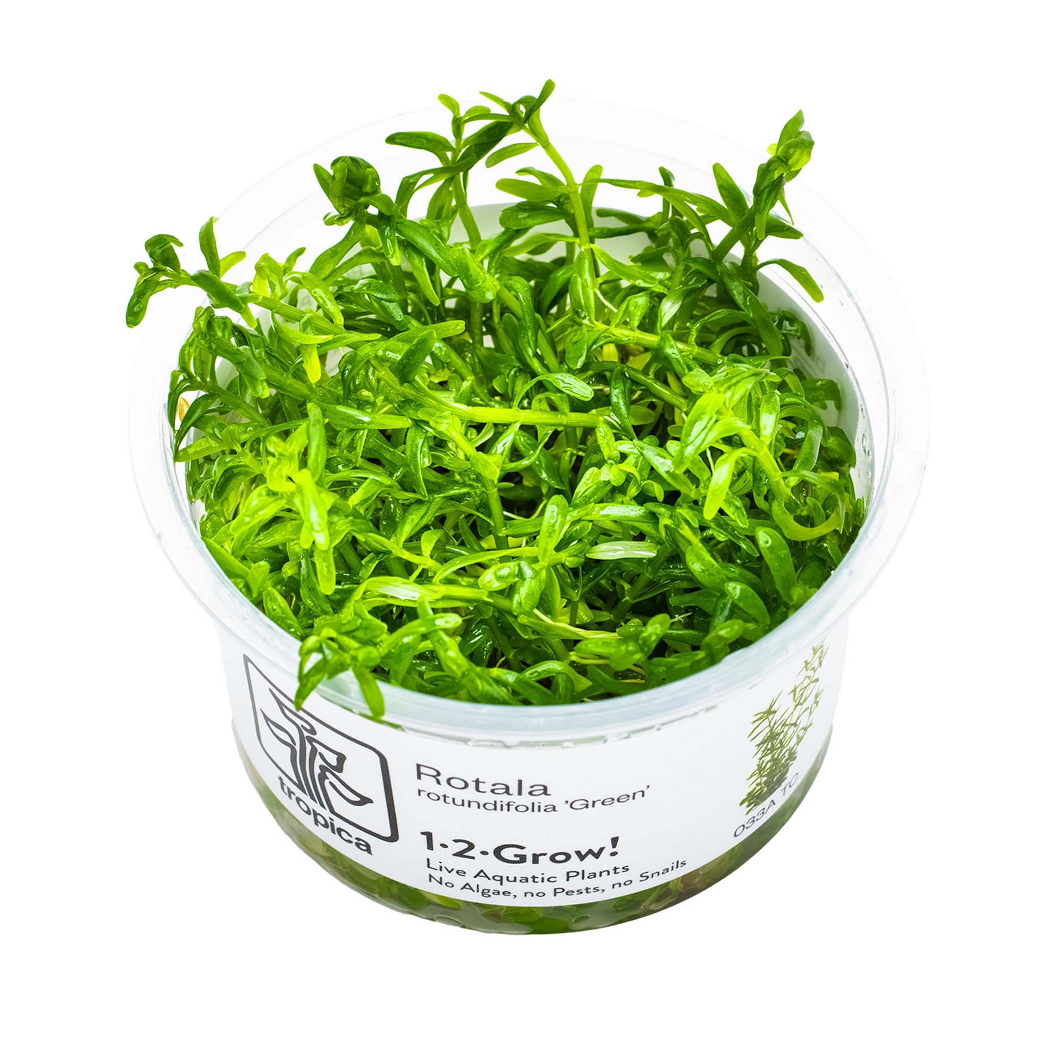Rotala-rotundifolia-Green-Wasserpflanze
