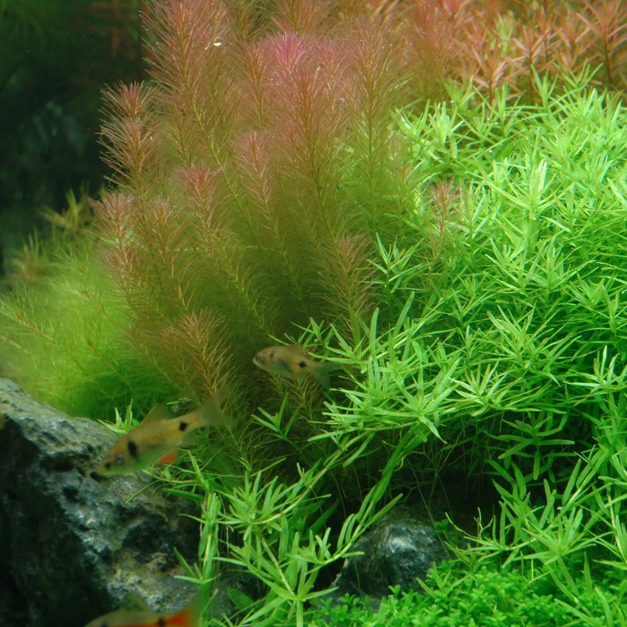 Rotala-rotundifolia-Green-im-Aquarium