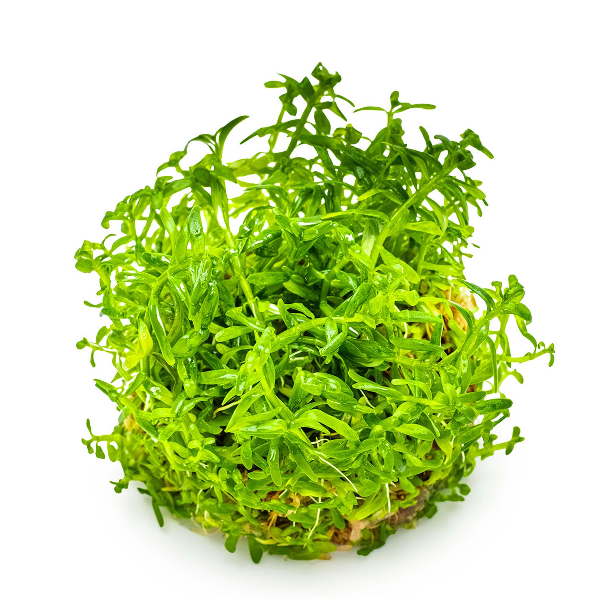 Rotala-rotundifolia-Green-ohne-Becher