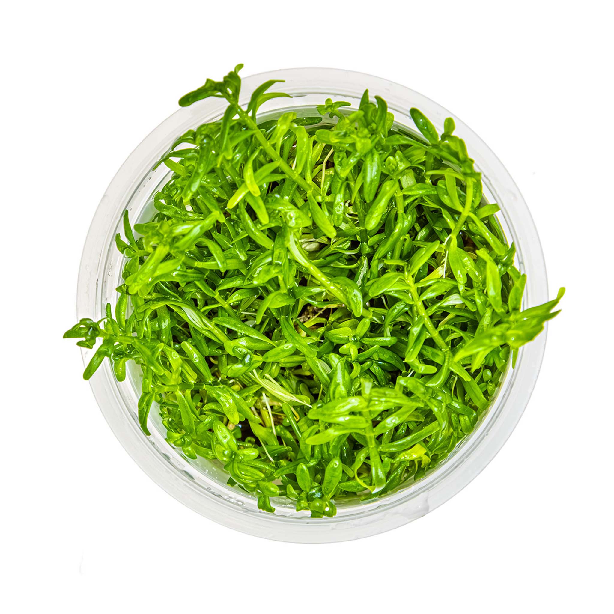 Rotala-rotundifolia-Green-von-oben