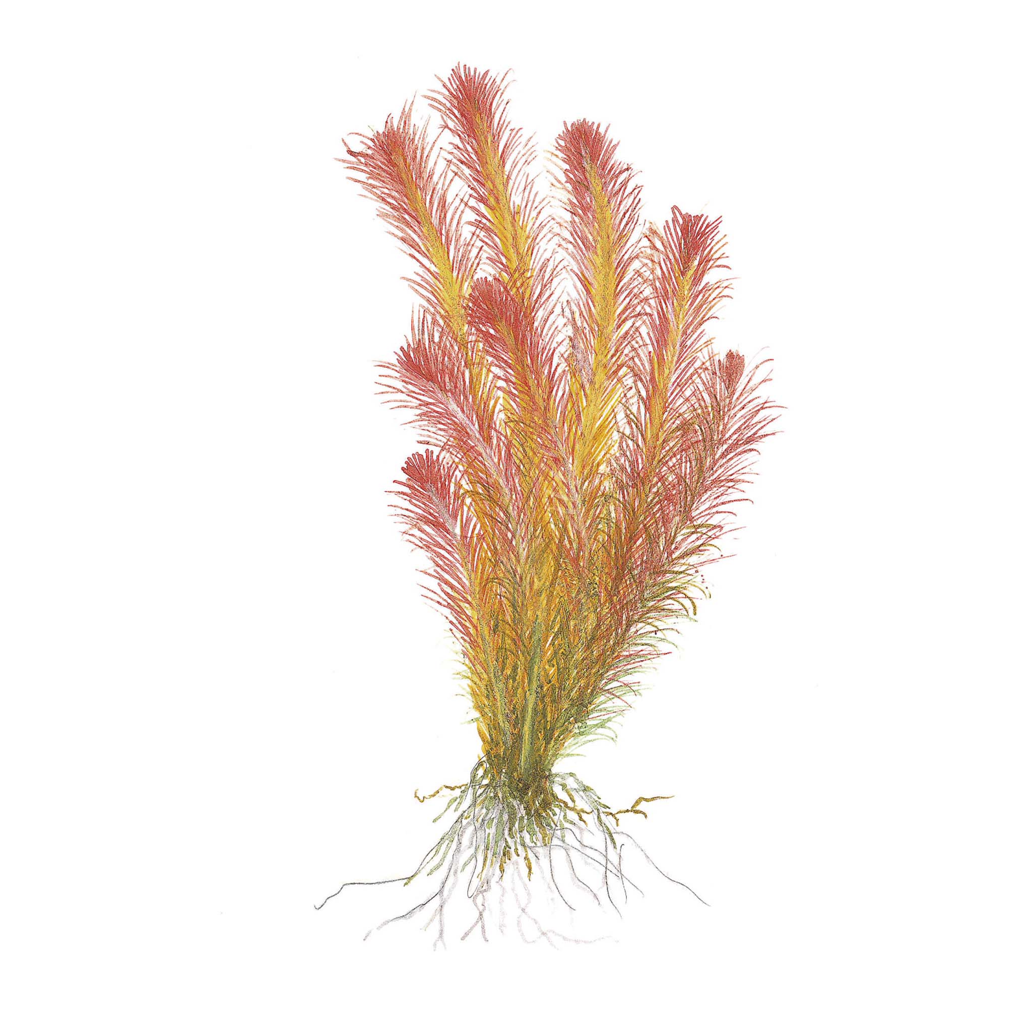 Rotala-wallichii-Zeichnung