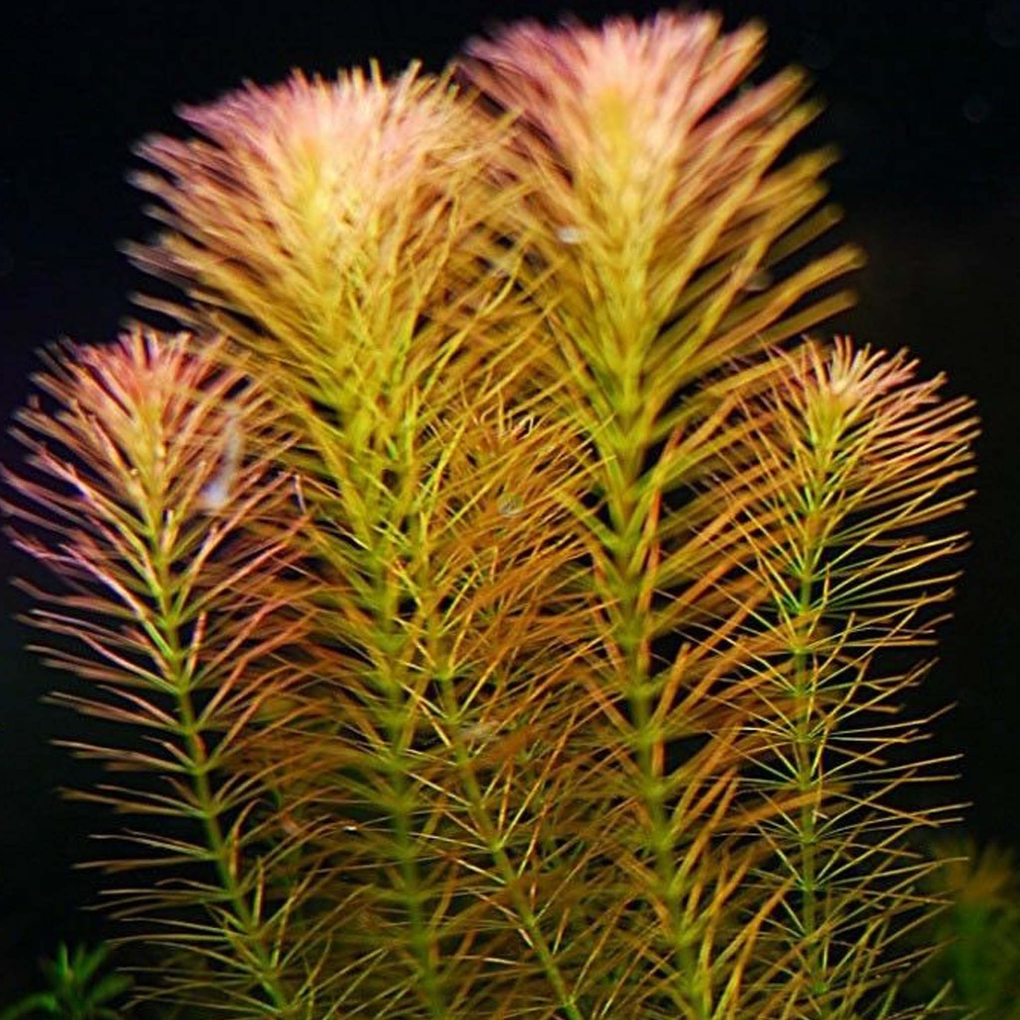 Rotala-wallichii-im-Aquarium