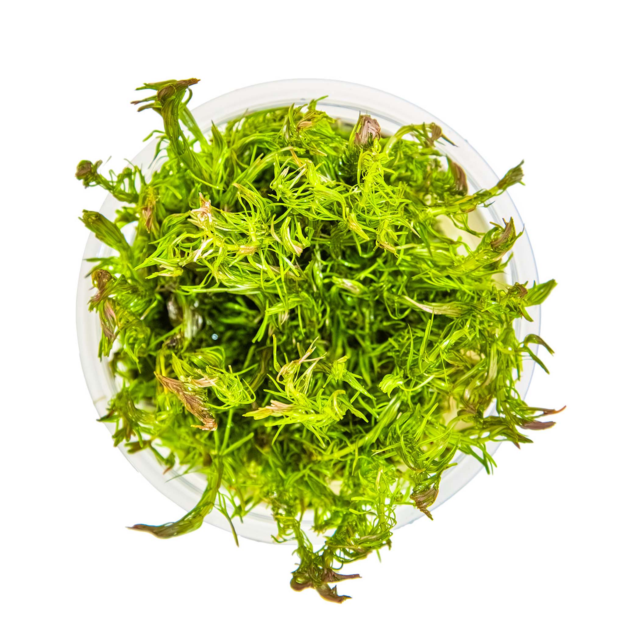 Rotala-wallichii-von-oben
