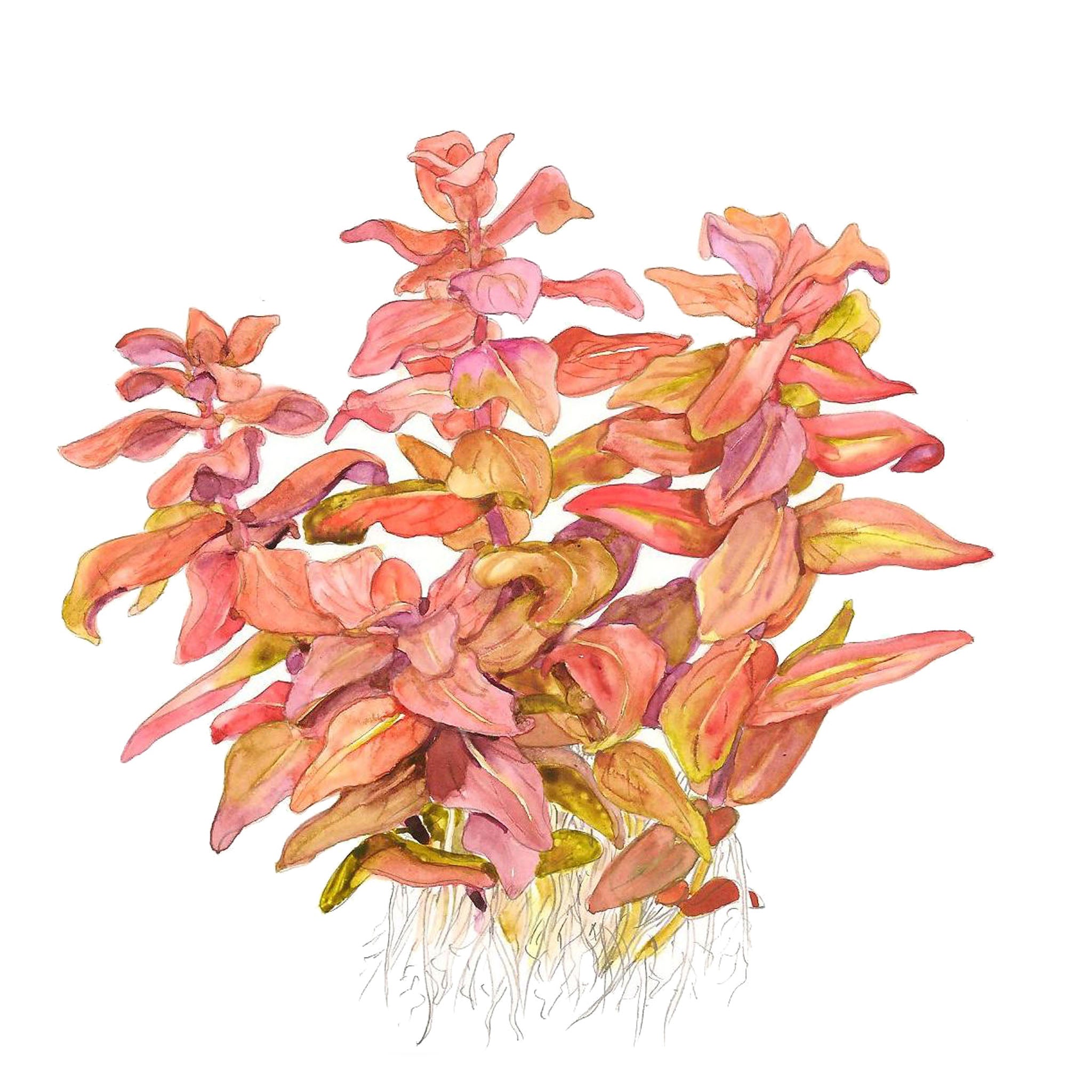 Rotala macrandra Wasserpflanze