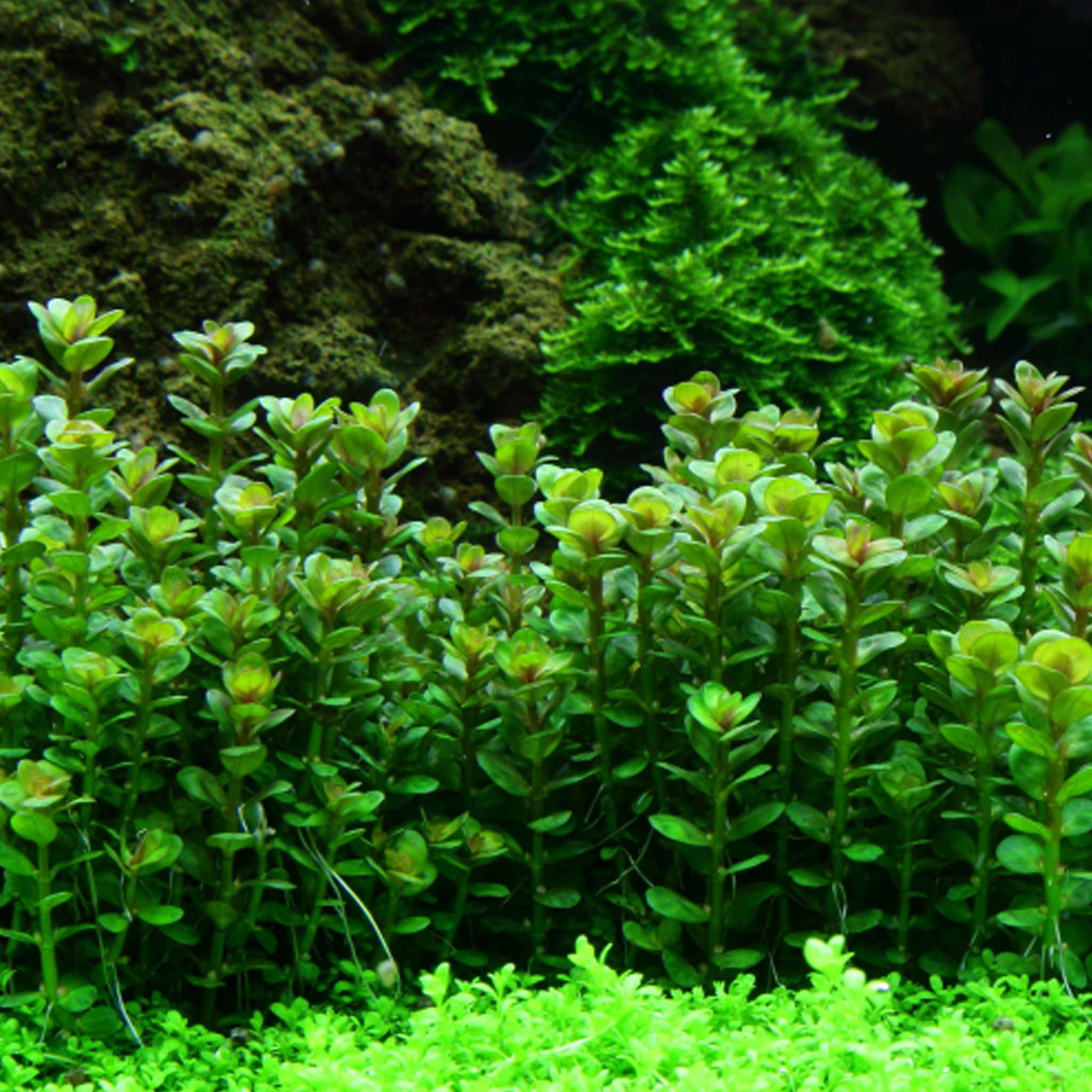 Rotala_indica-Bonsai-im-Aquarium