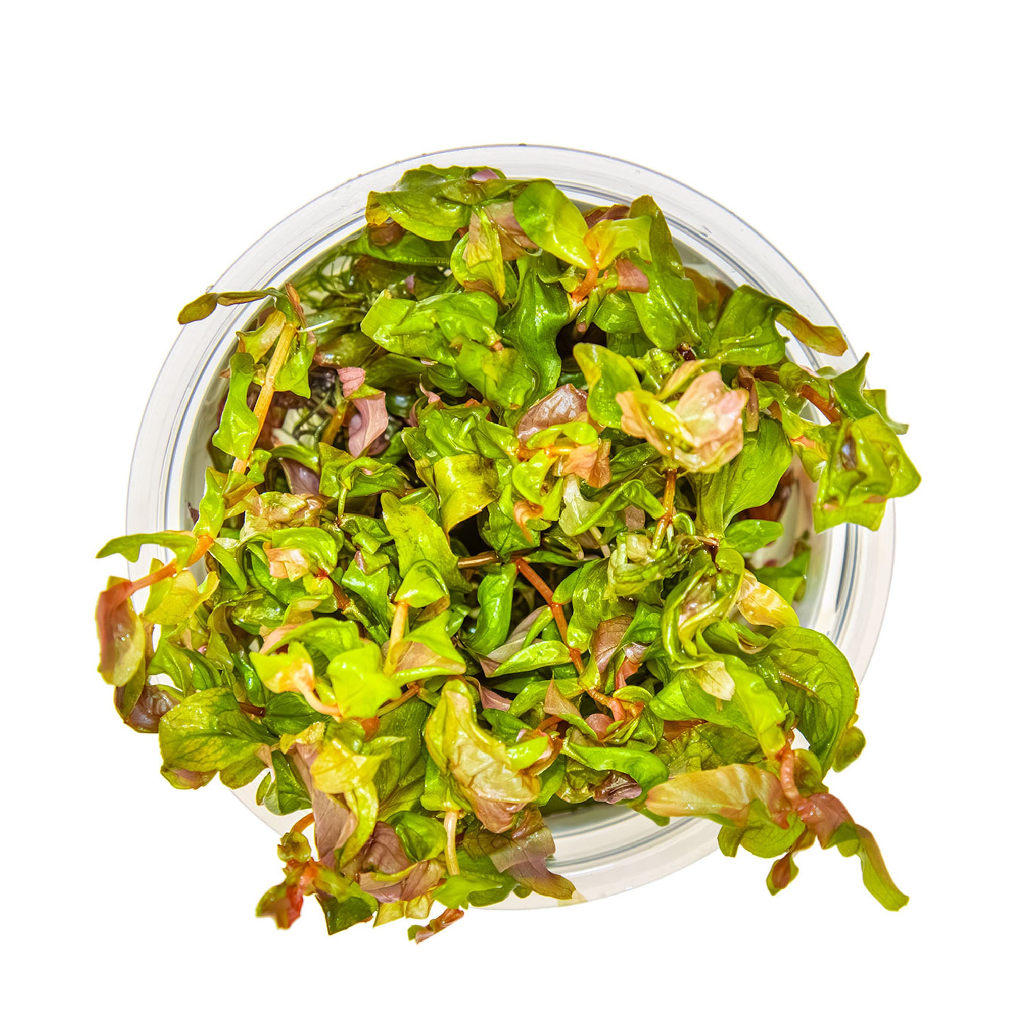 Rotala macrandra Wasserpflanze