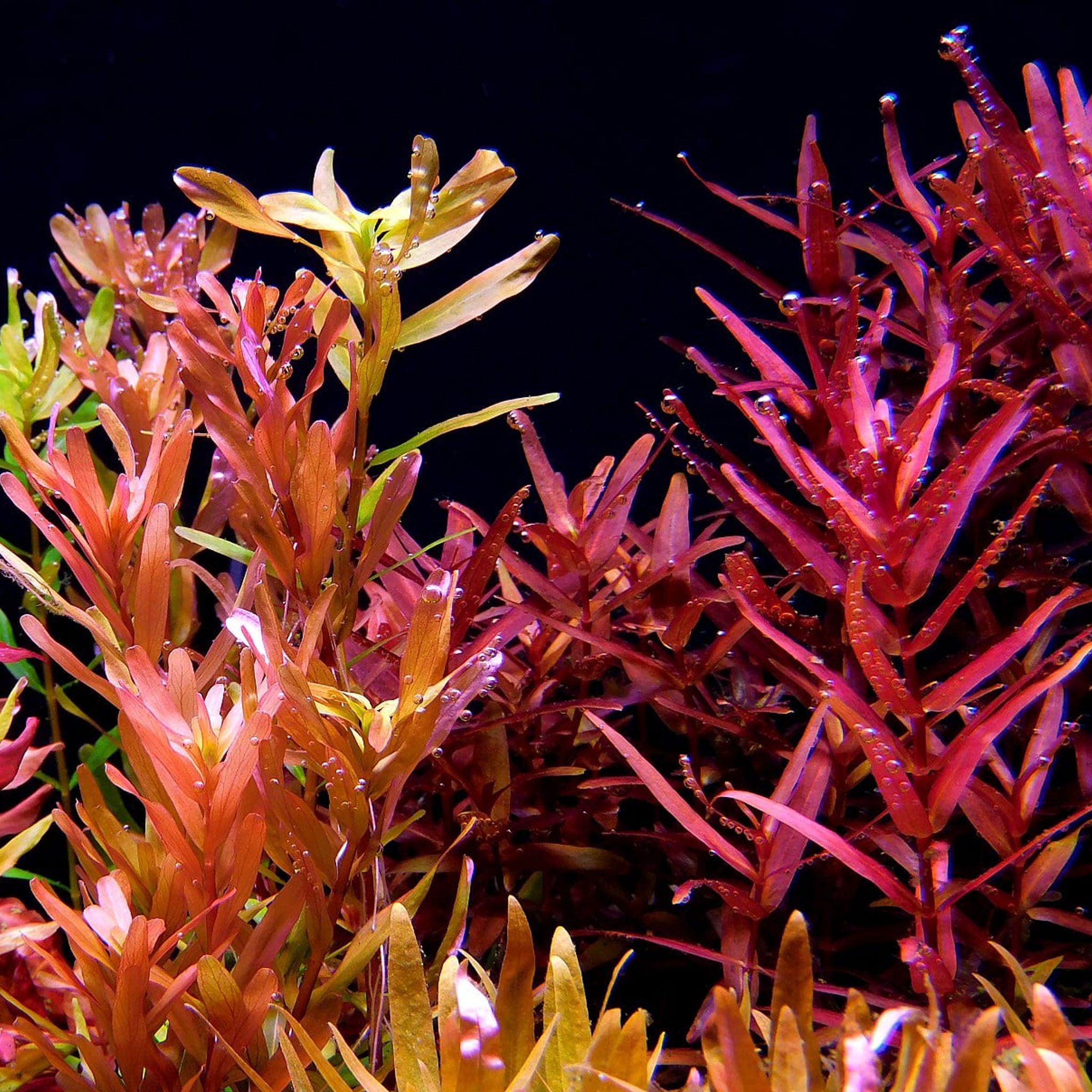 Rotala macrandra Wasserpflanze