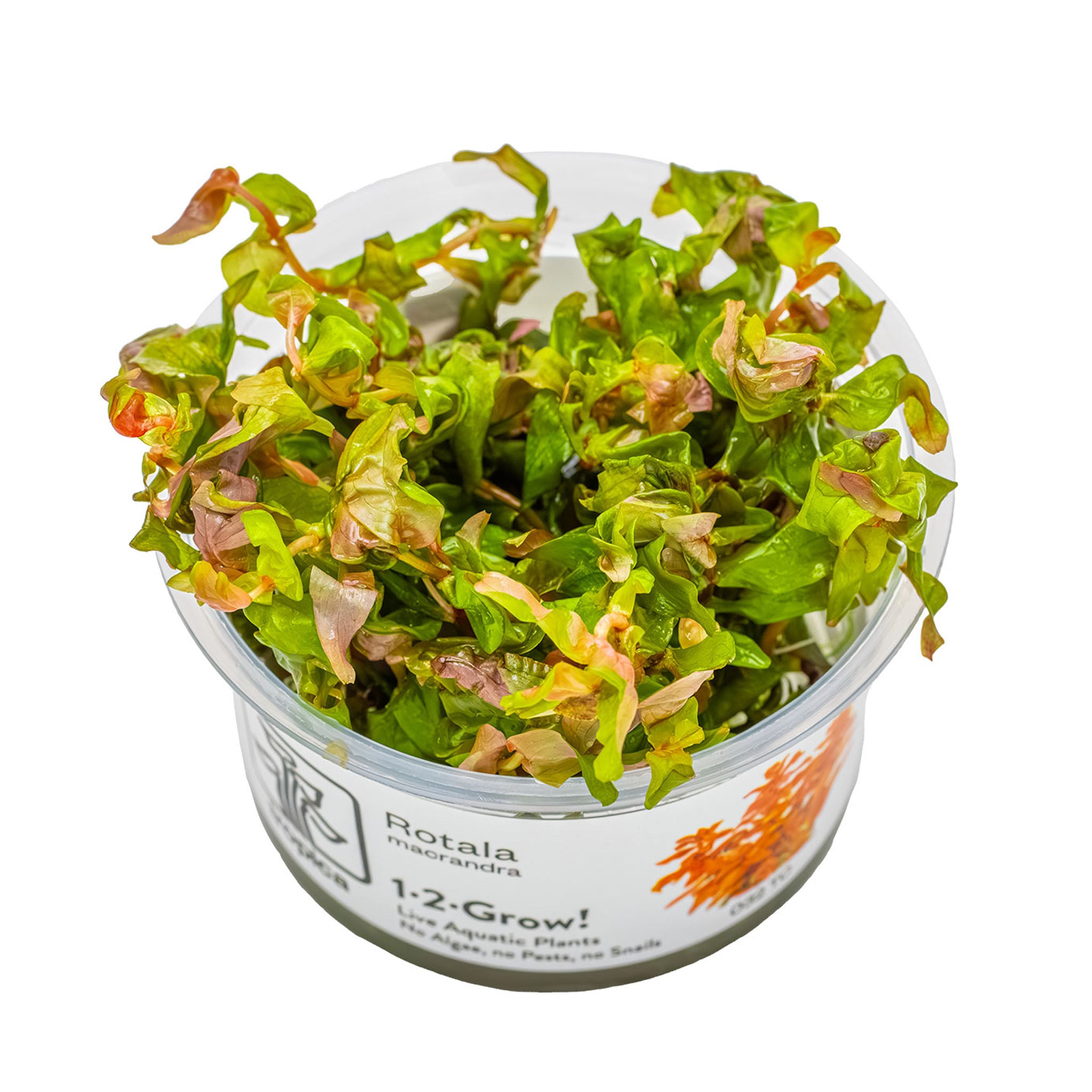 Rotala_macrandra_Wasserpflanze_von_oben