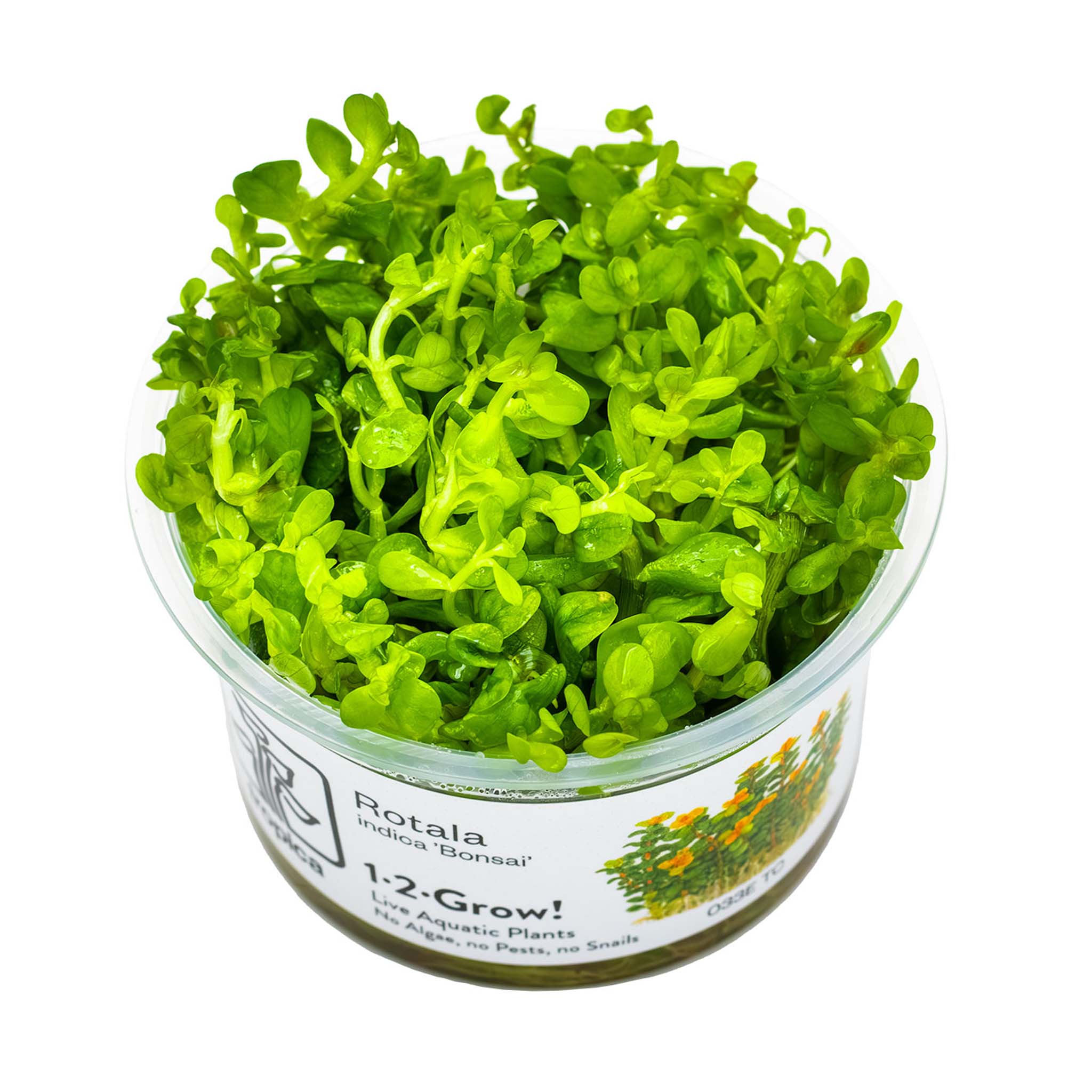 Rotalaindica-Bonsai-Wasserpflanze