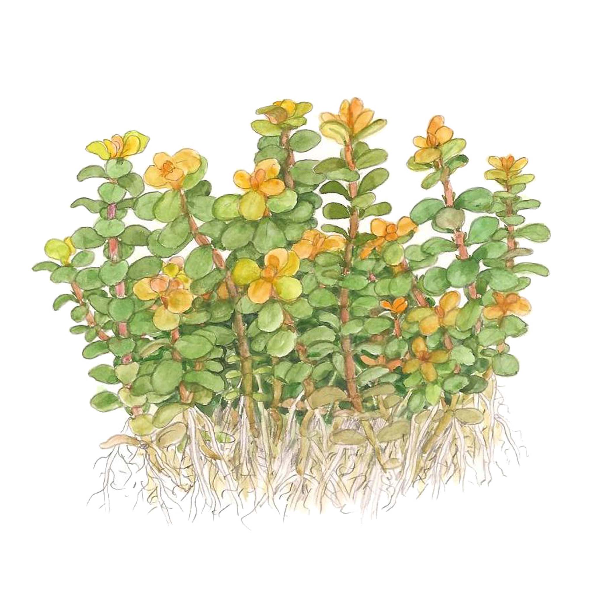 Rotalaindica-Bonsai-Zeichnung