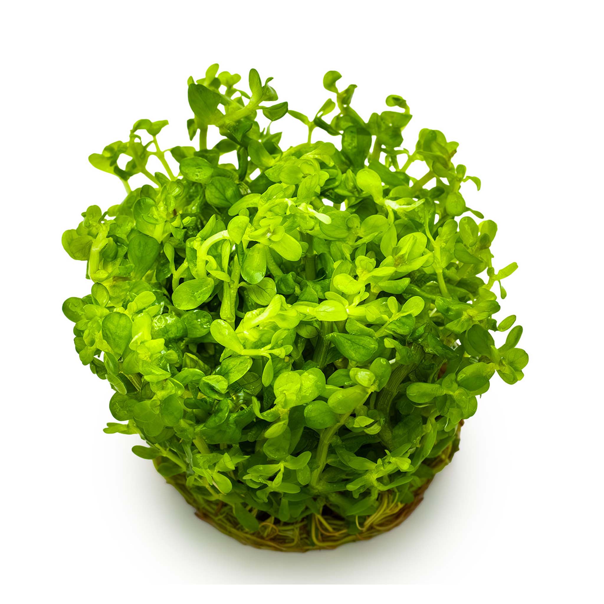 Rotalaindica-Bonsai-ohne-Topf