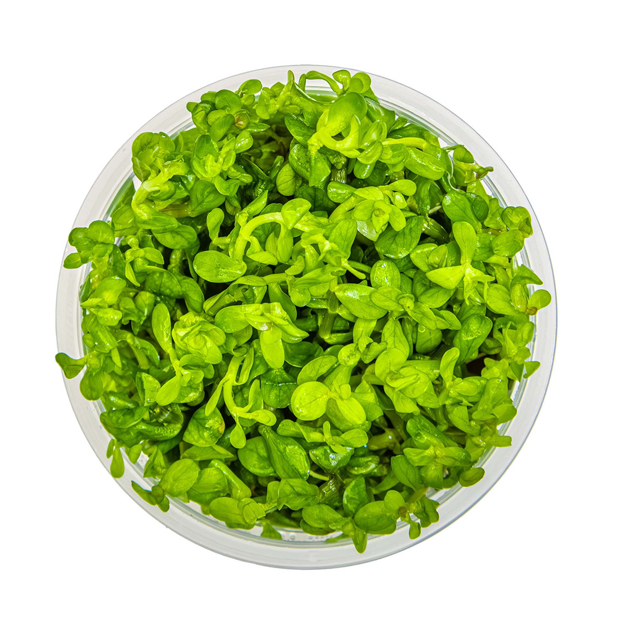 Rotalaindica-Bonsai-von-oben