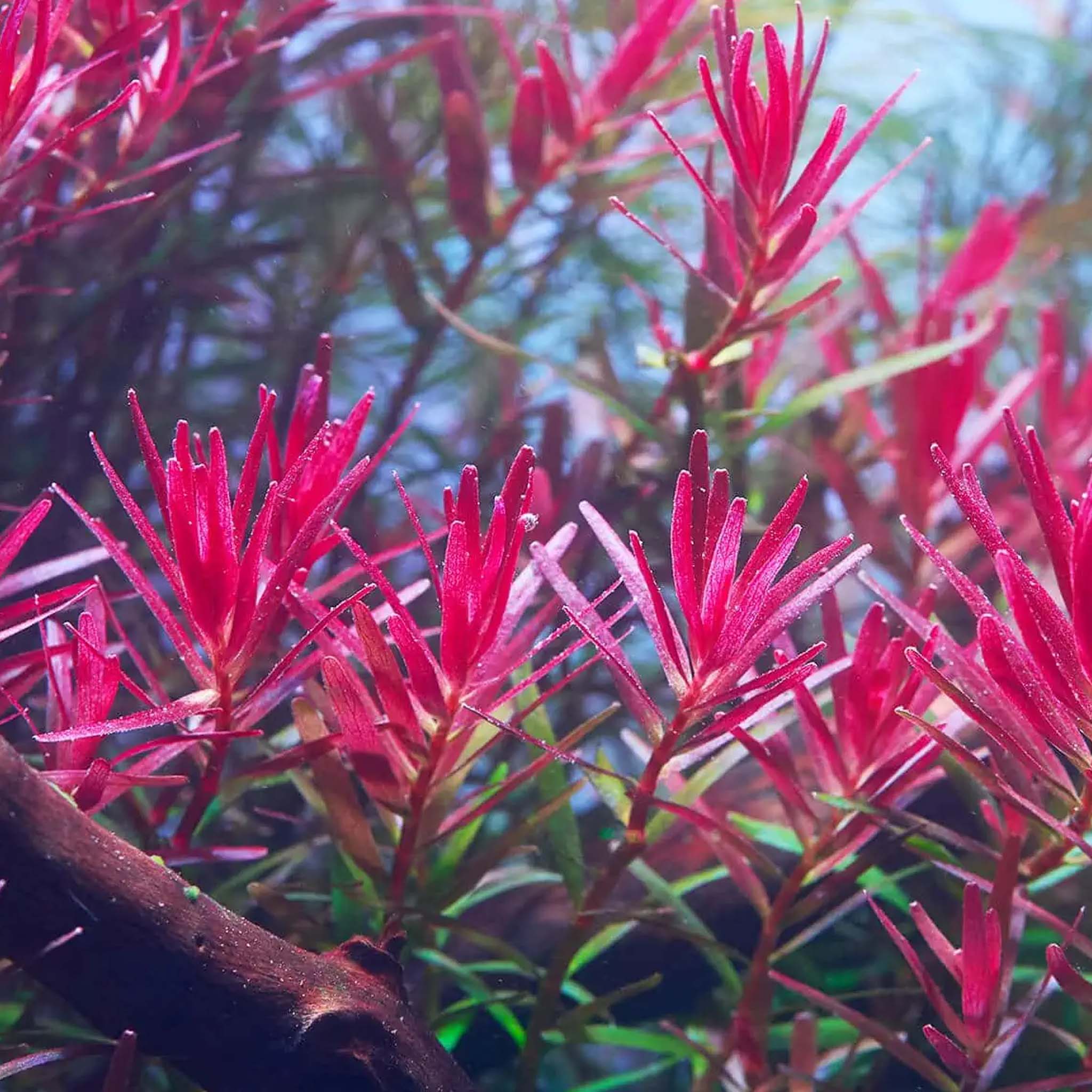 Rotalarotundifolia-H-ra-Aquarium