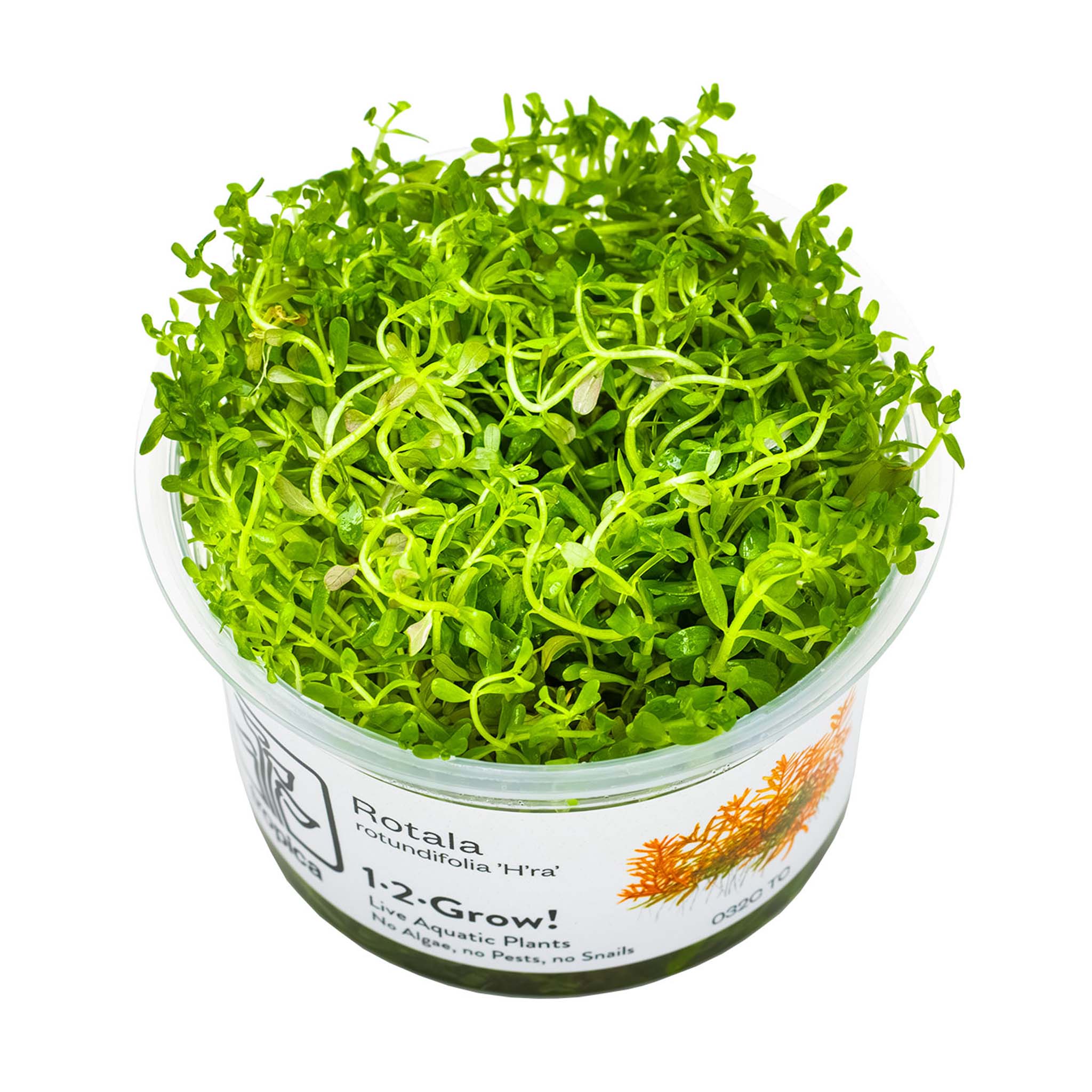 Rotalarotundifolia-H-ra-Wasserpflanze