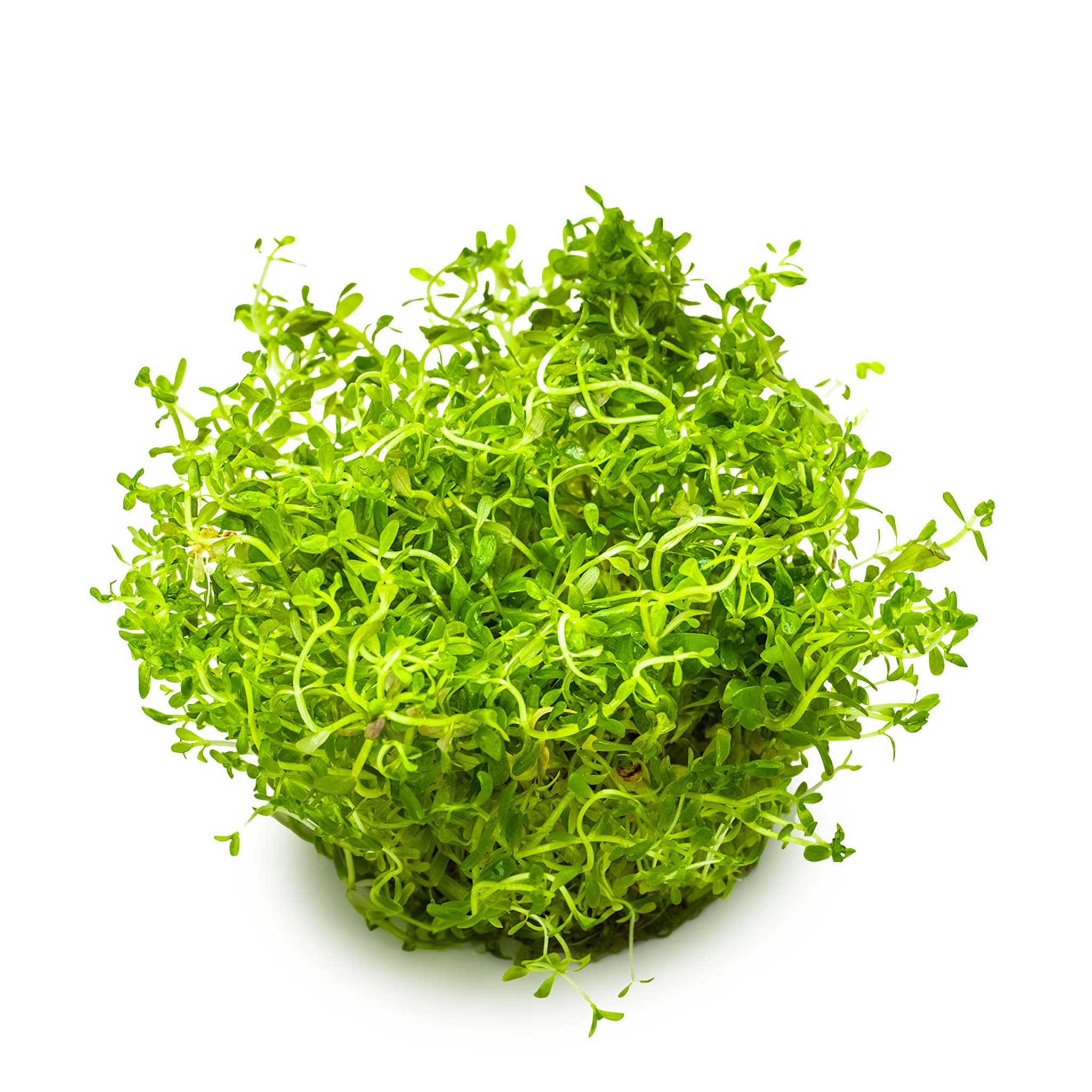 Rotalarotundifolia-H-ra-ohne_Becher