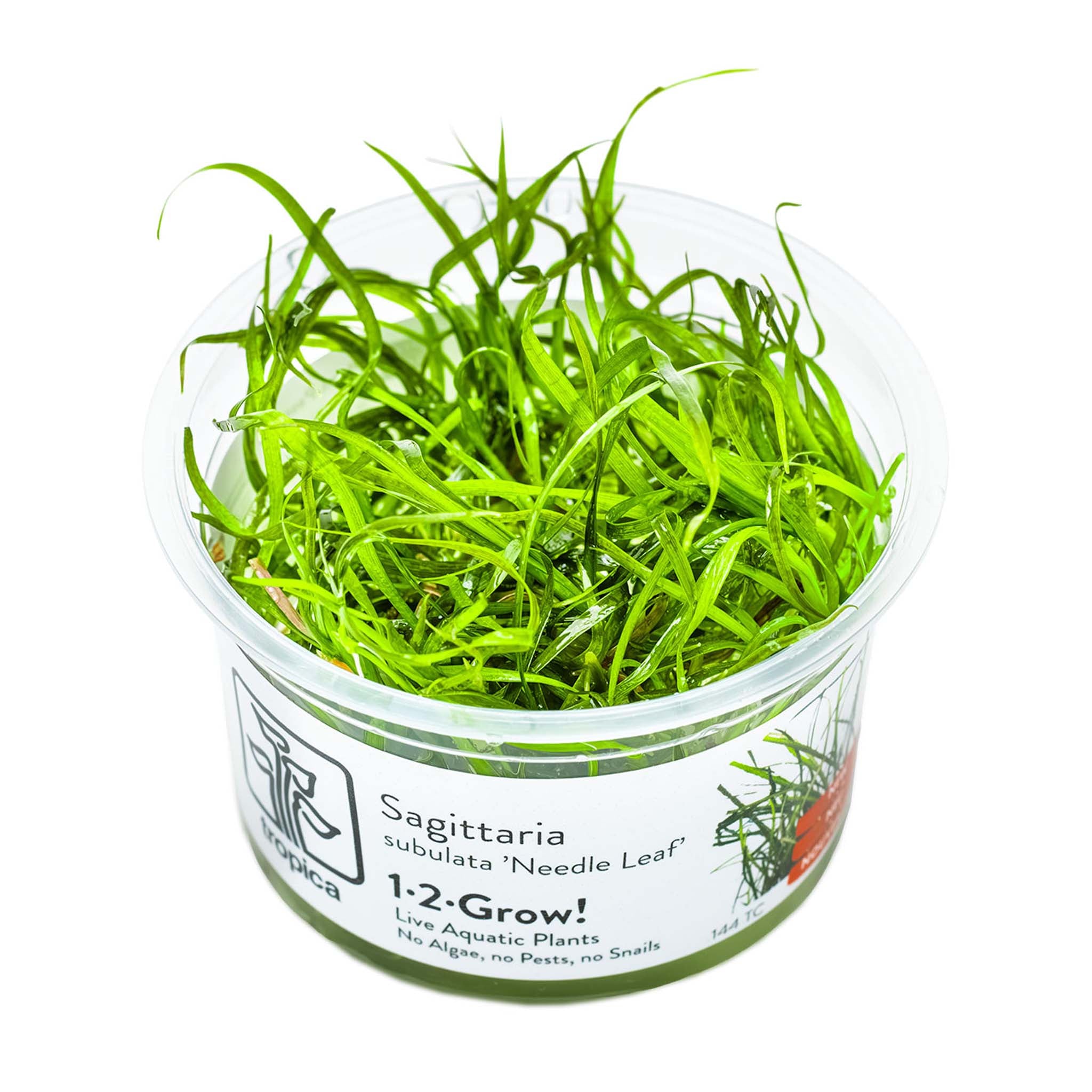 Sagittaria-subulata-Needle-Leaf-Wasserpflanze