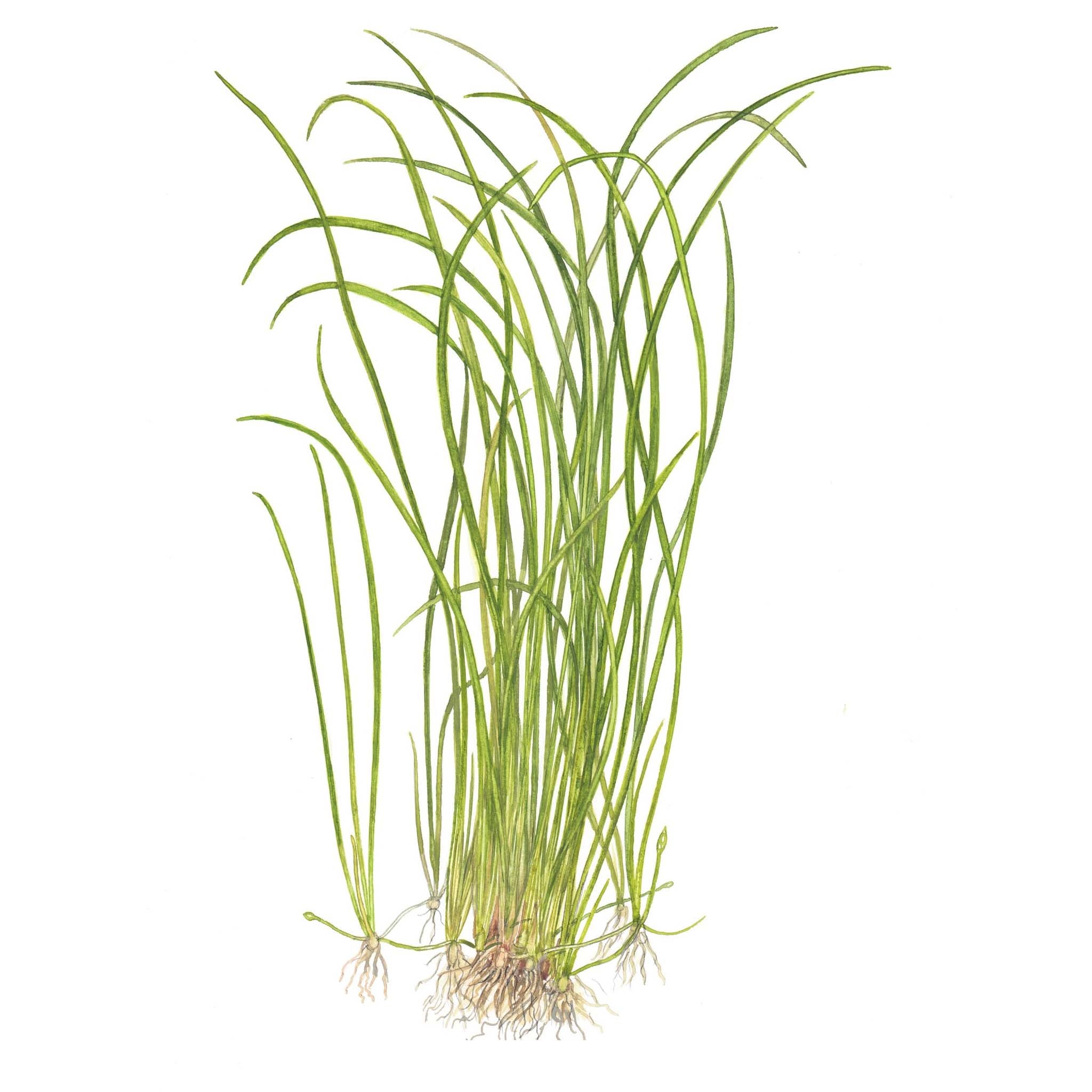 Sagittaria subulata Needle Leaf Wasserpflanze
