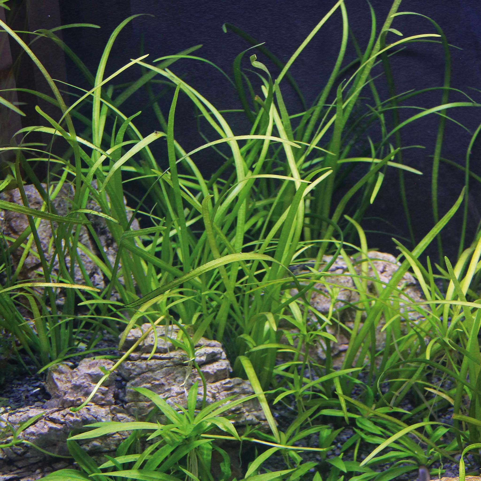 Sagittaria-subulata-Needle-Leaf-im-Aquarium