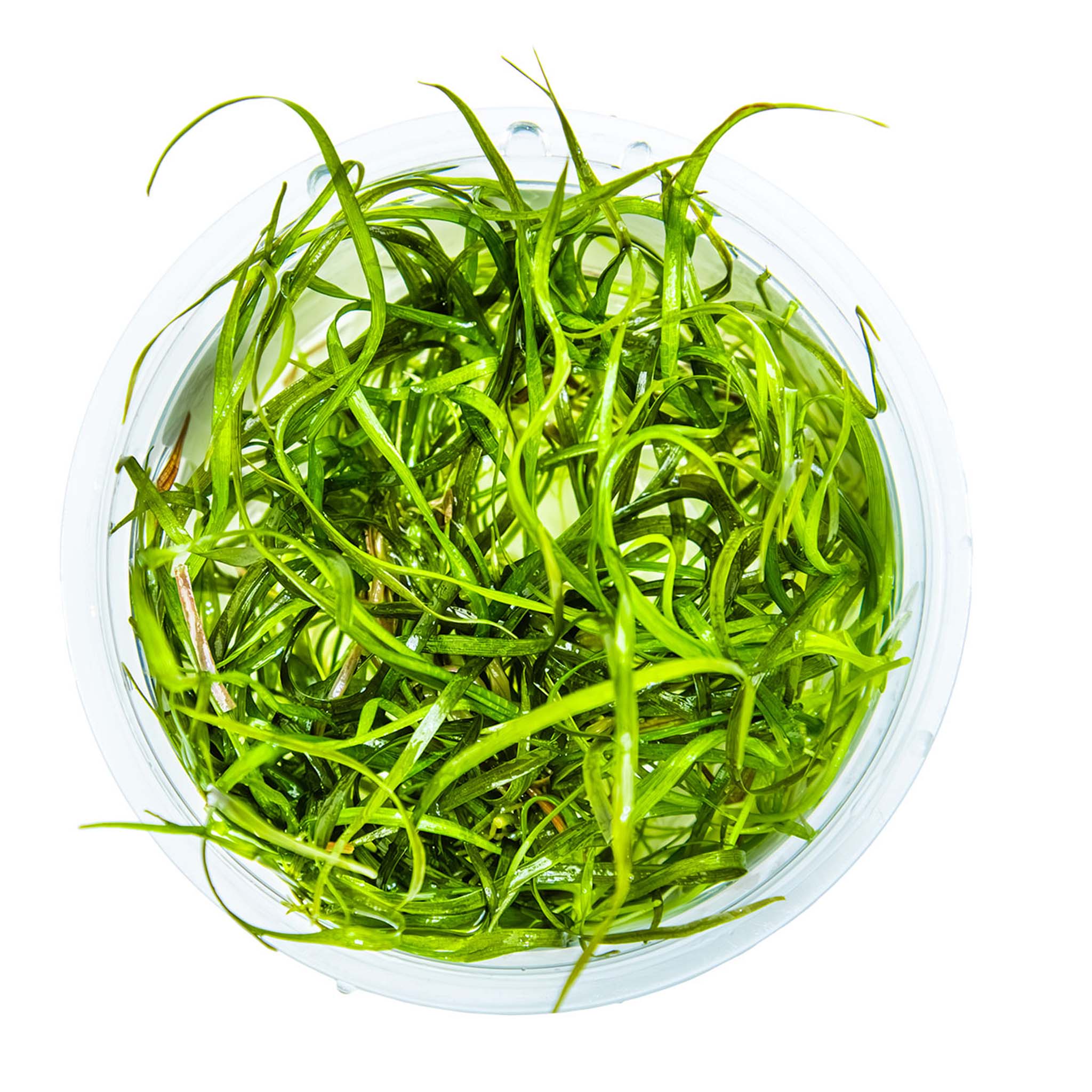 Sagittaria-subulata-Needle-Leaf-von-oben