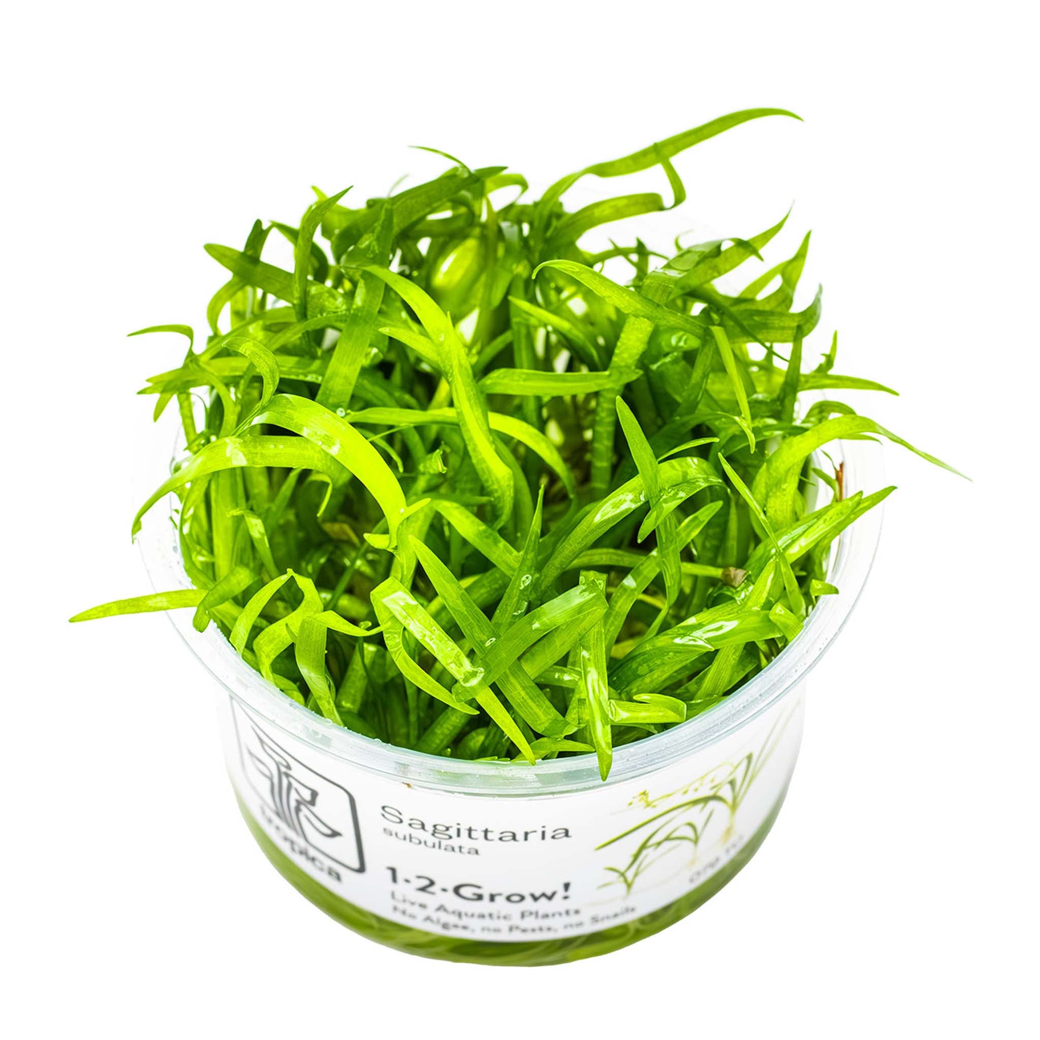 Sagittaria-subulata-Wasserpflanze