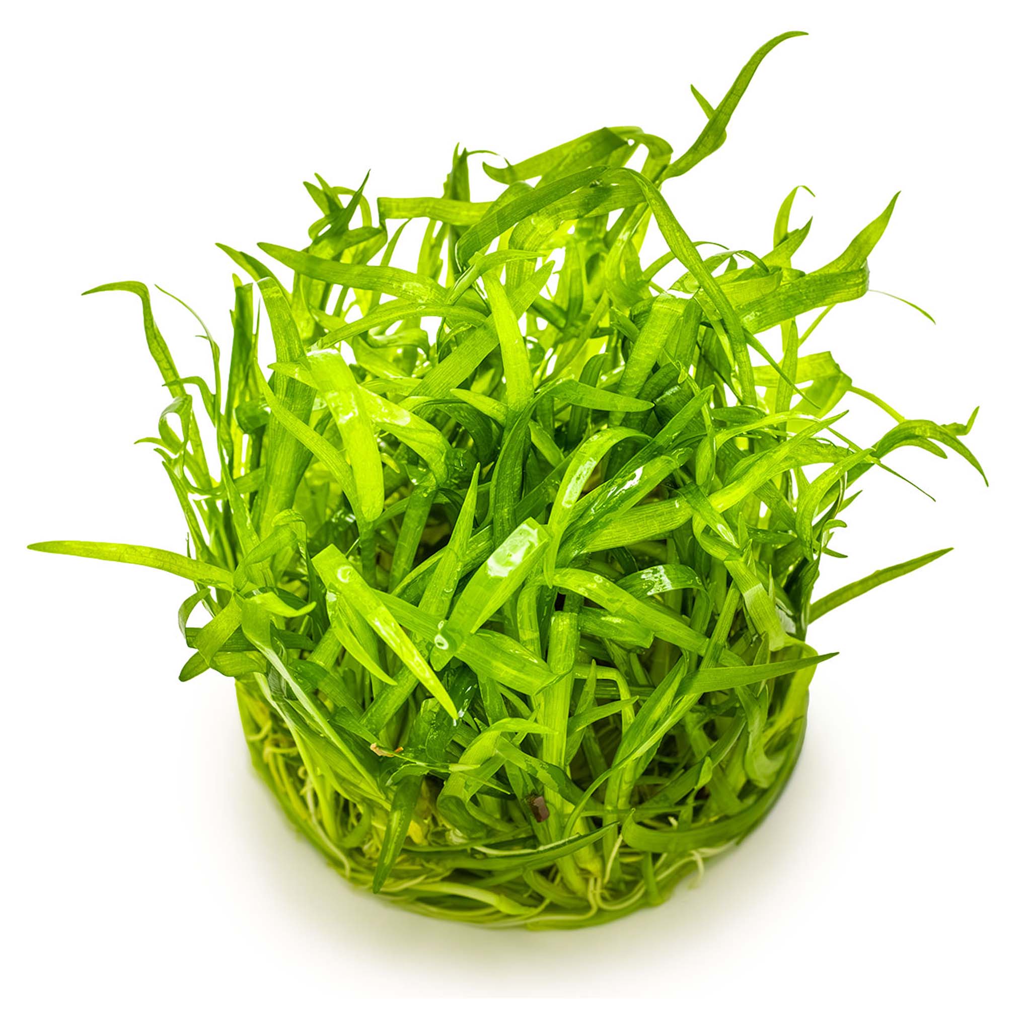 Sagittaria-subulata-ohne_becher