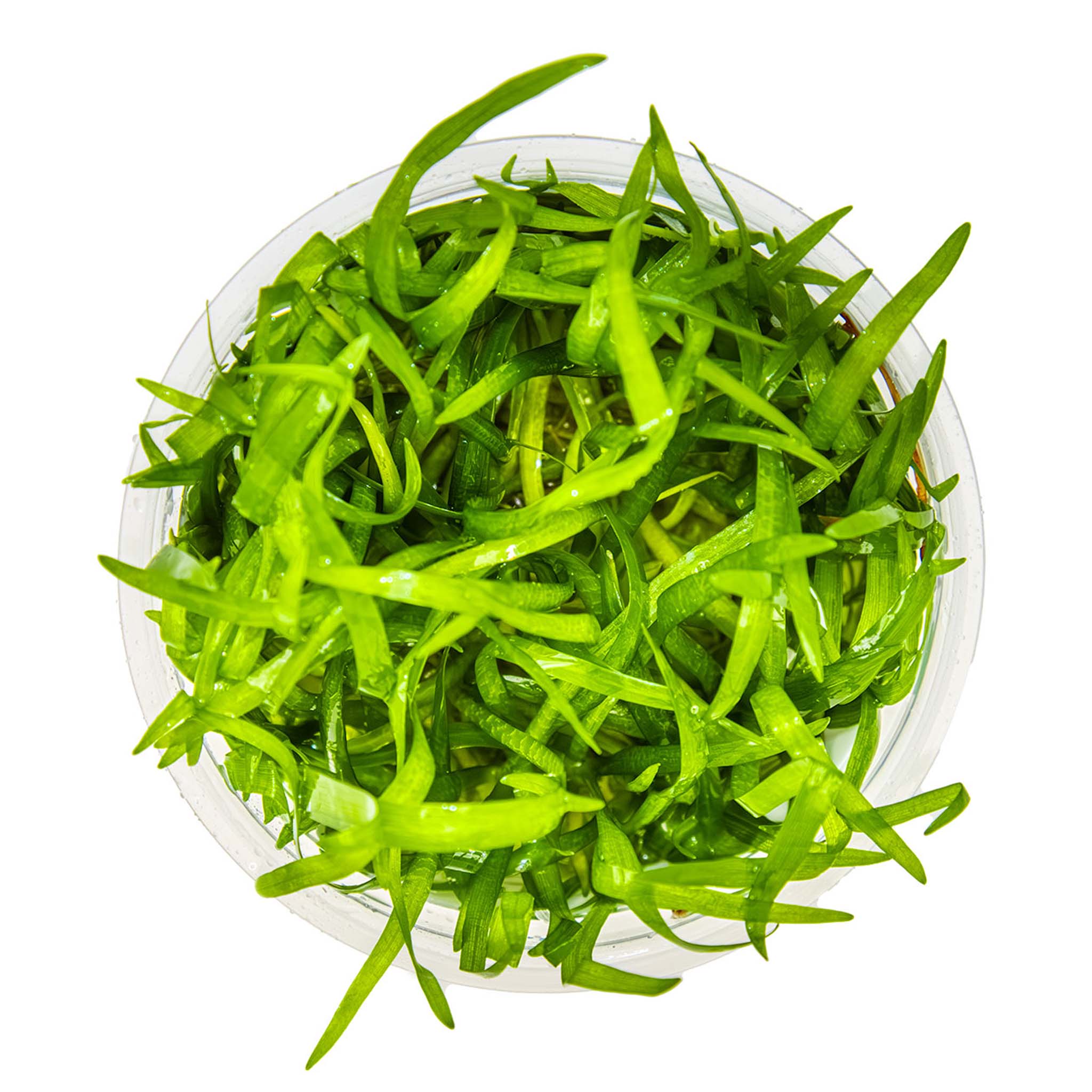 Sagittaria-subulata-von-oben