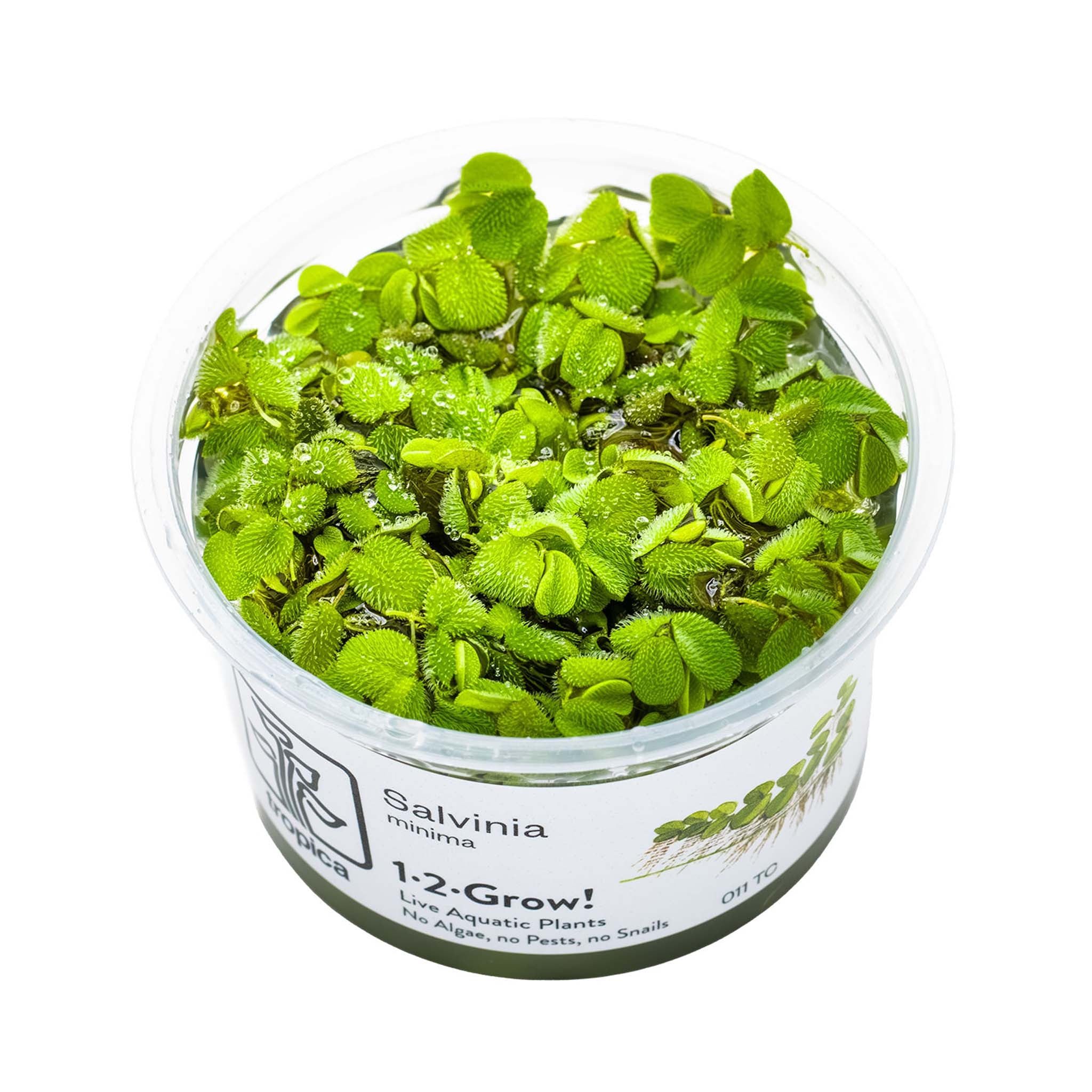 Salvinia-minima-Wasserpflanze
