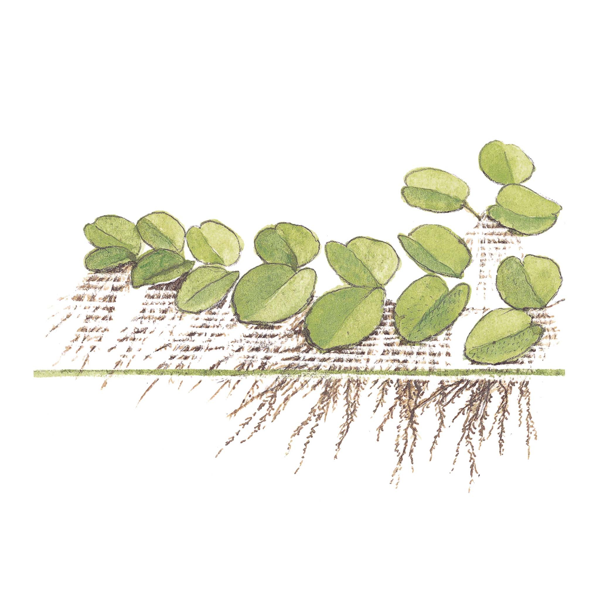 Salvinia-minima-Zeichnung