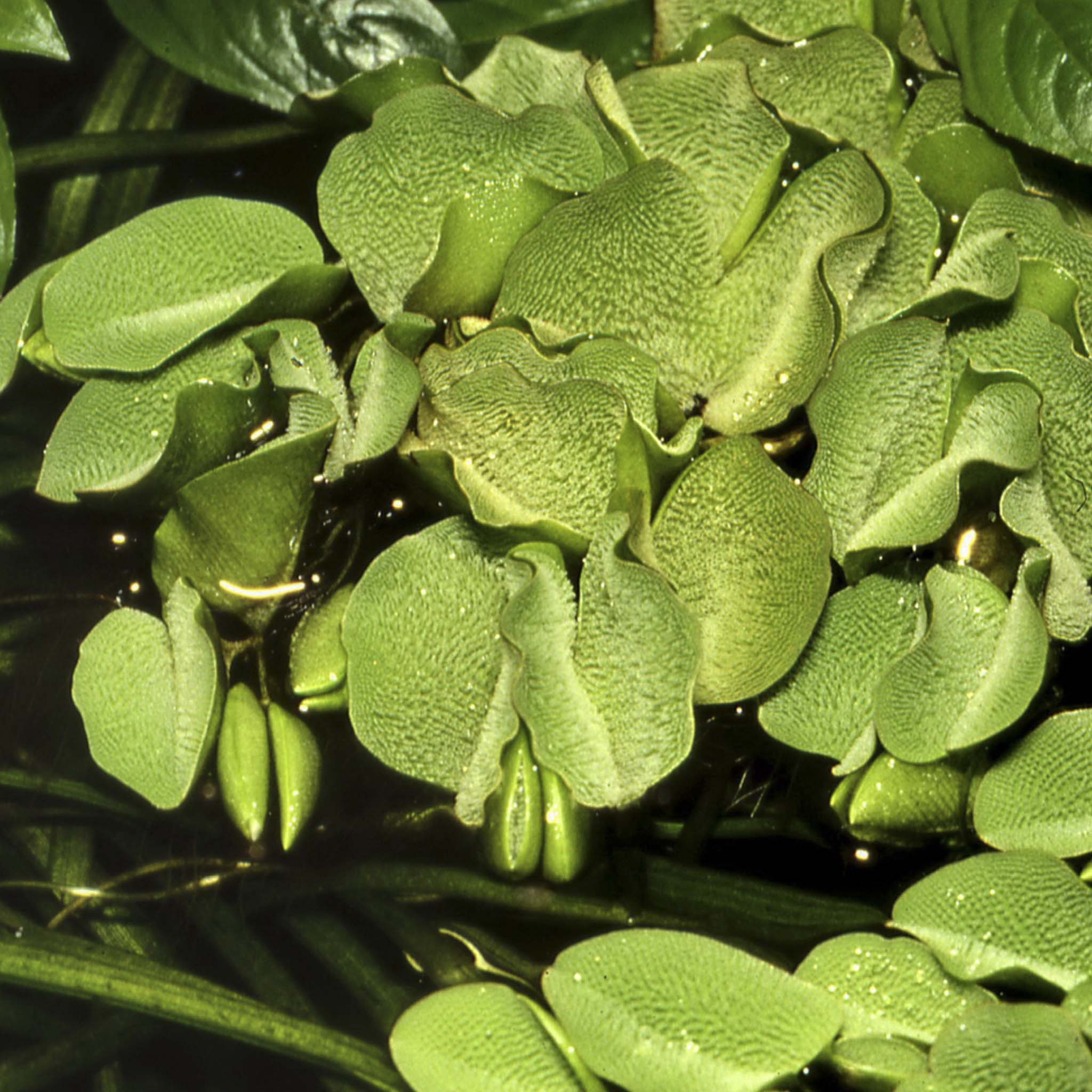 Salvinia-minima-im-Aquarium