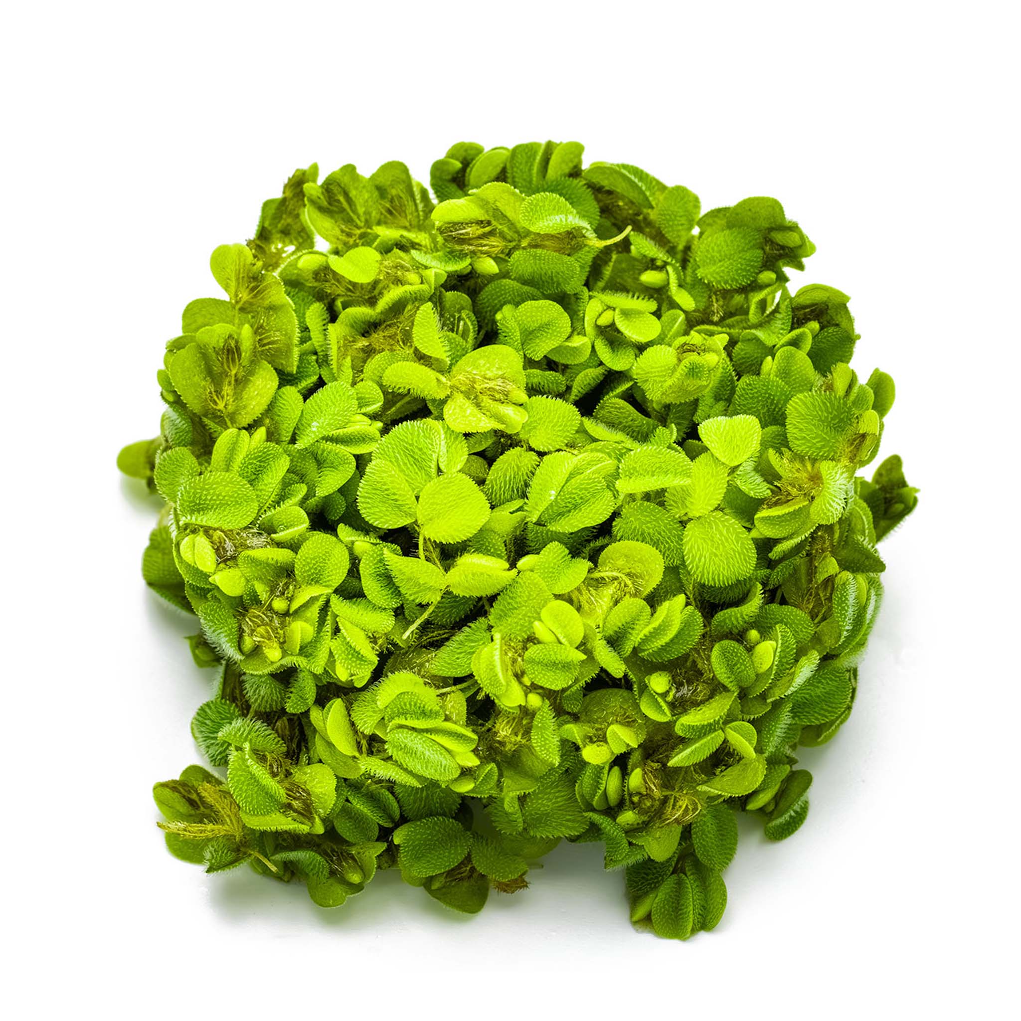 Salvinia-minima-ohne-Becher