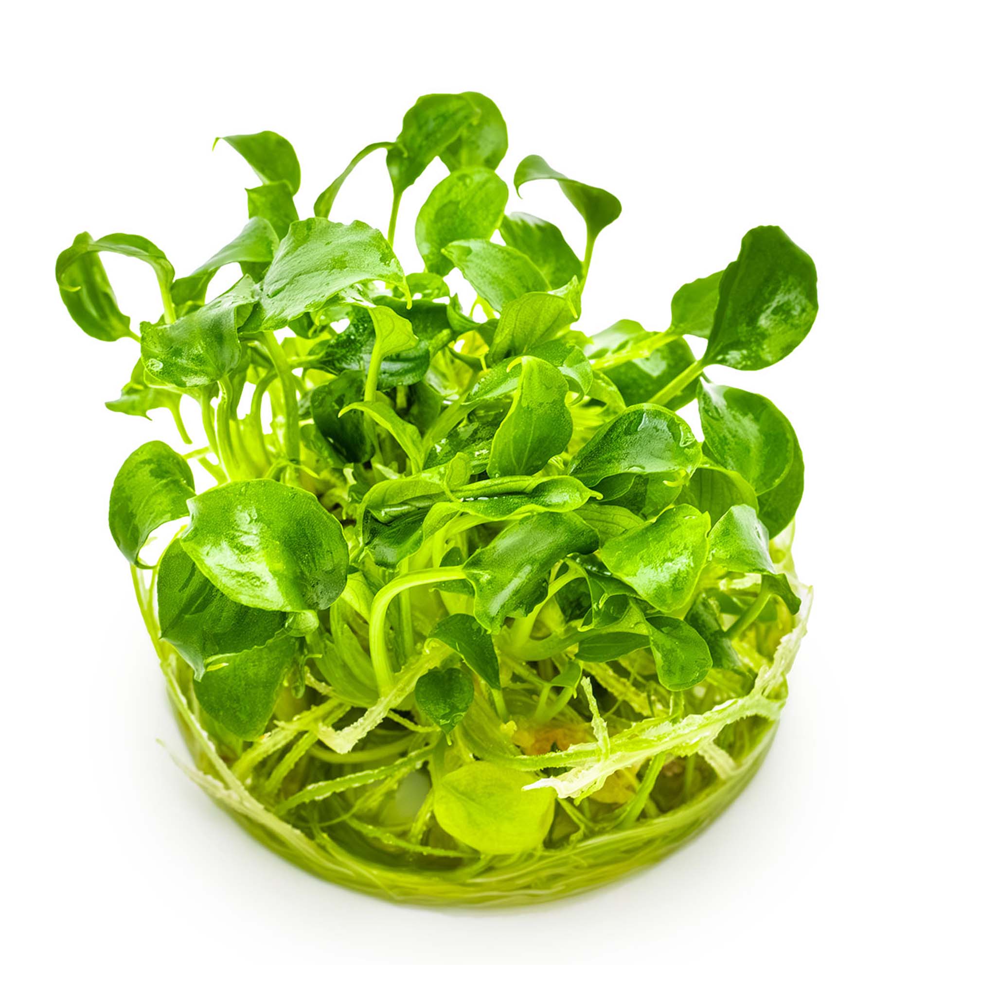 Schismatoglottis-prietoi-ohne-Becher