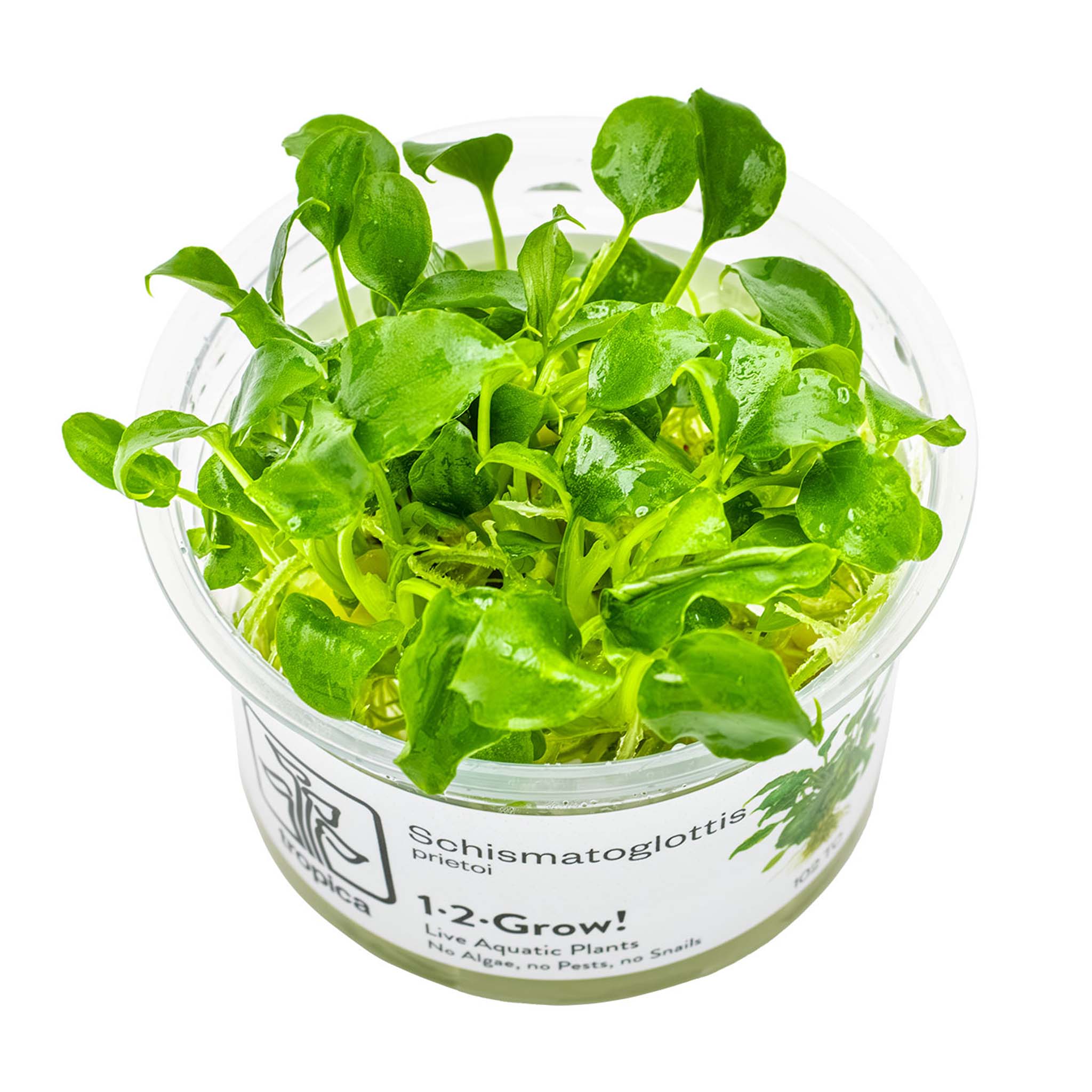 Schismatoglottis-prietoi-Wasserpflanze