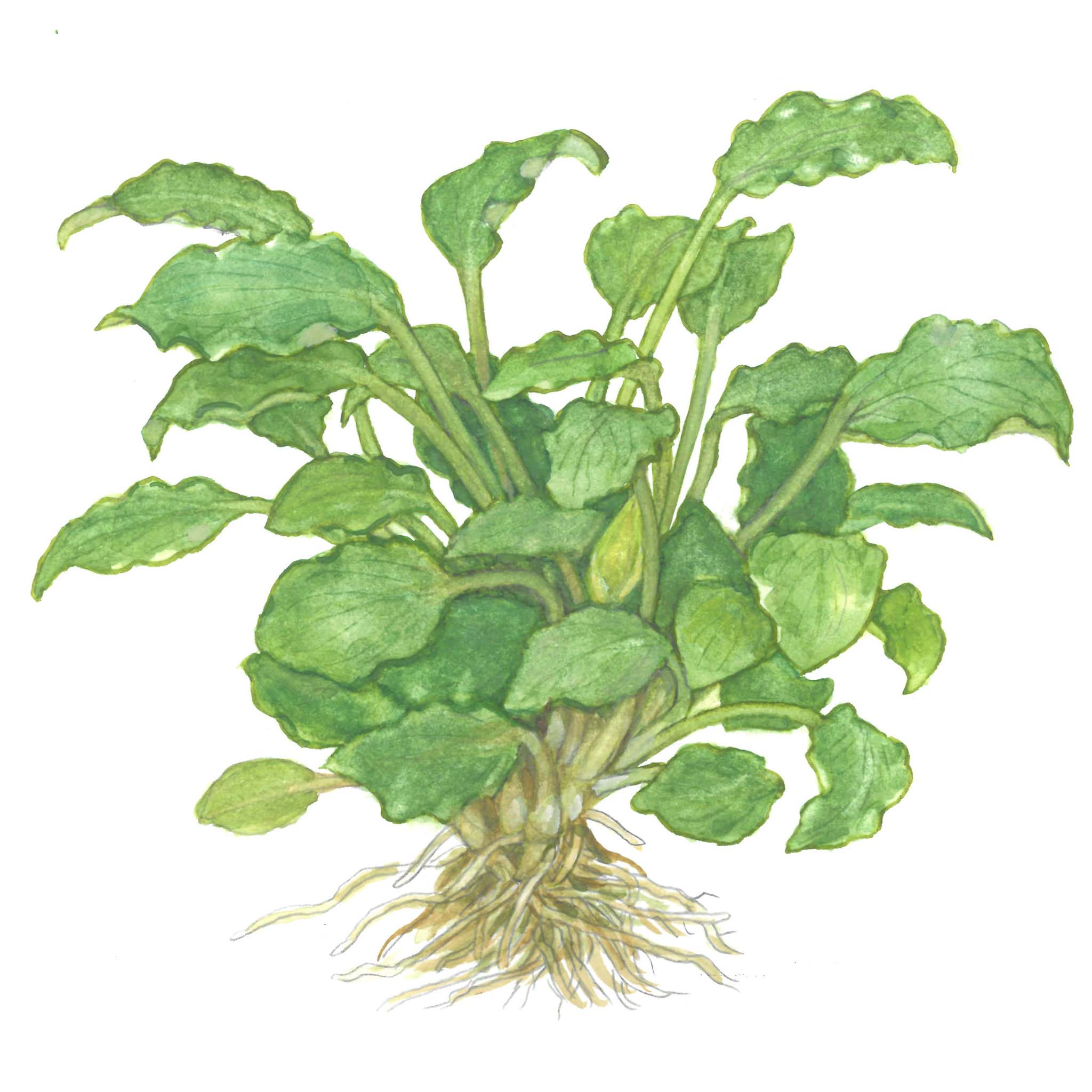Schismatoglottis-prietoi-zeichnung