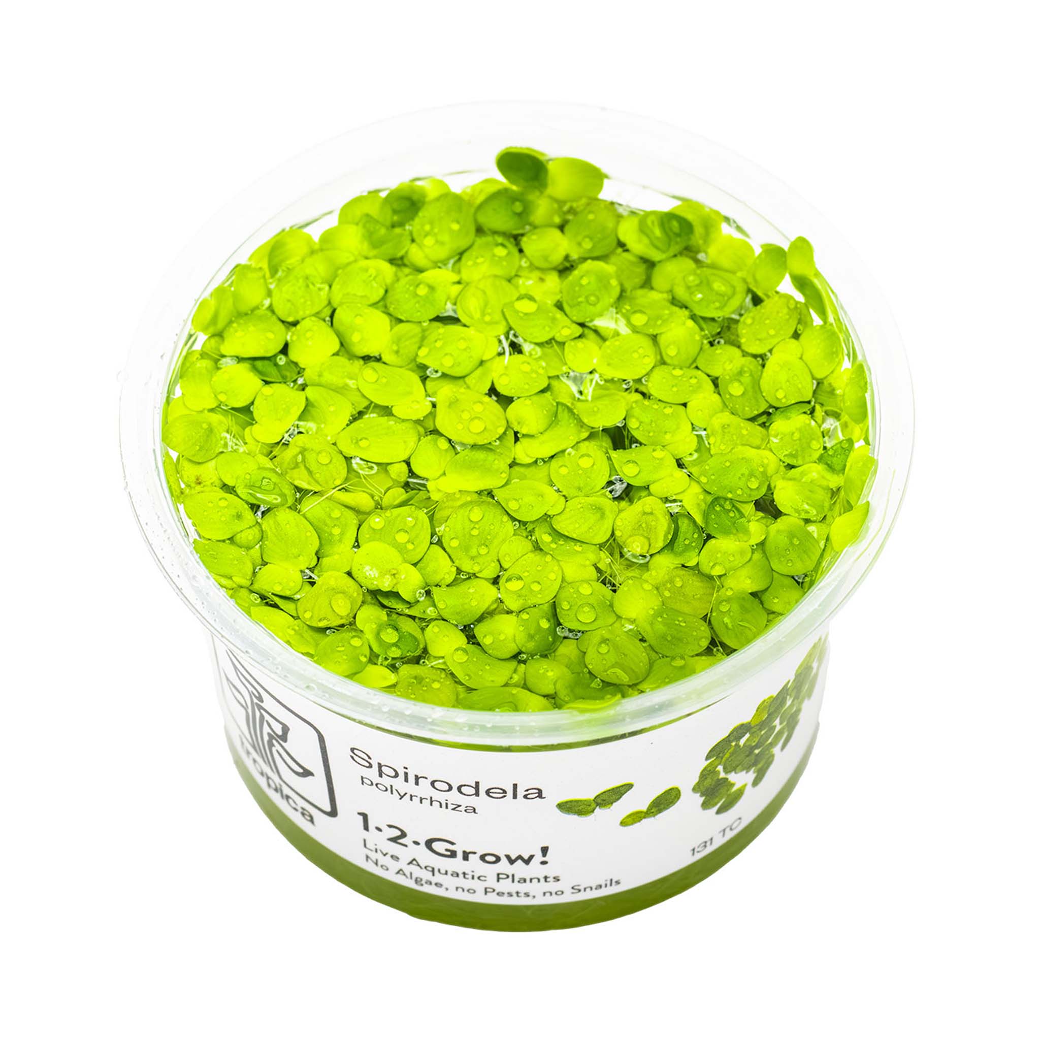 Spirodela-polyrrhiza-Wasserpflanze