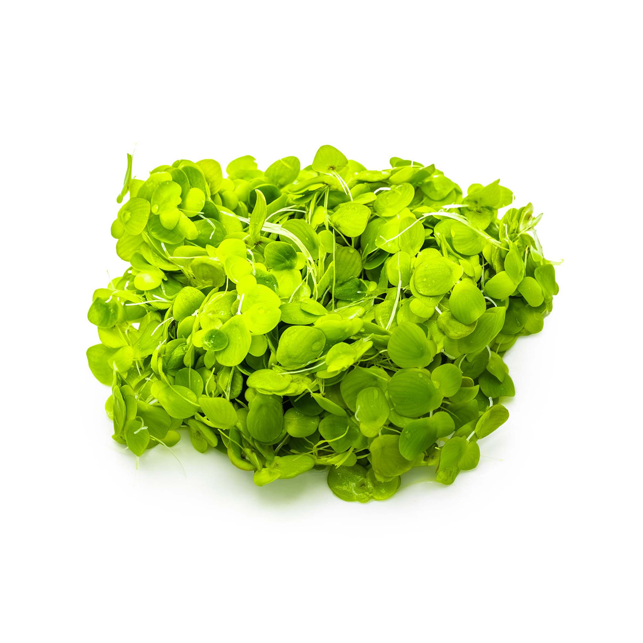 Spirodela-polyrrhiza-ohne_Becher