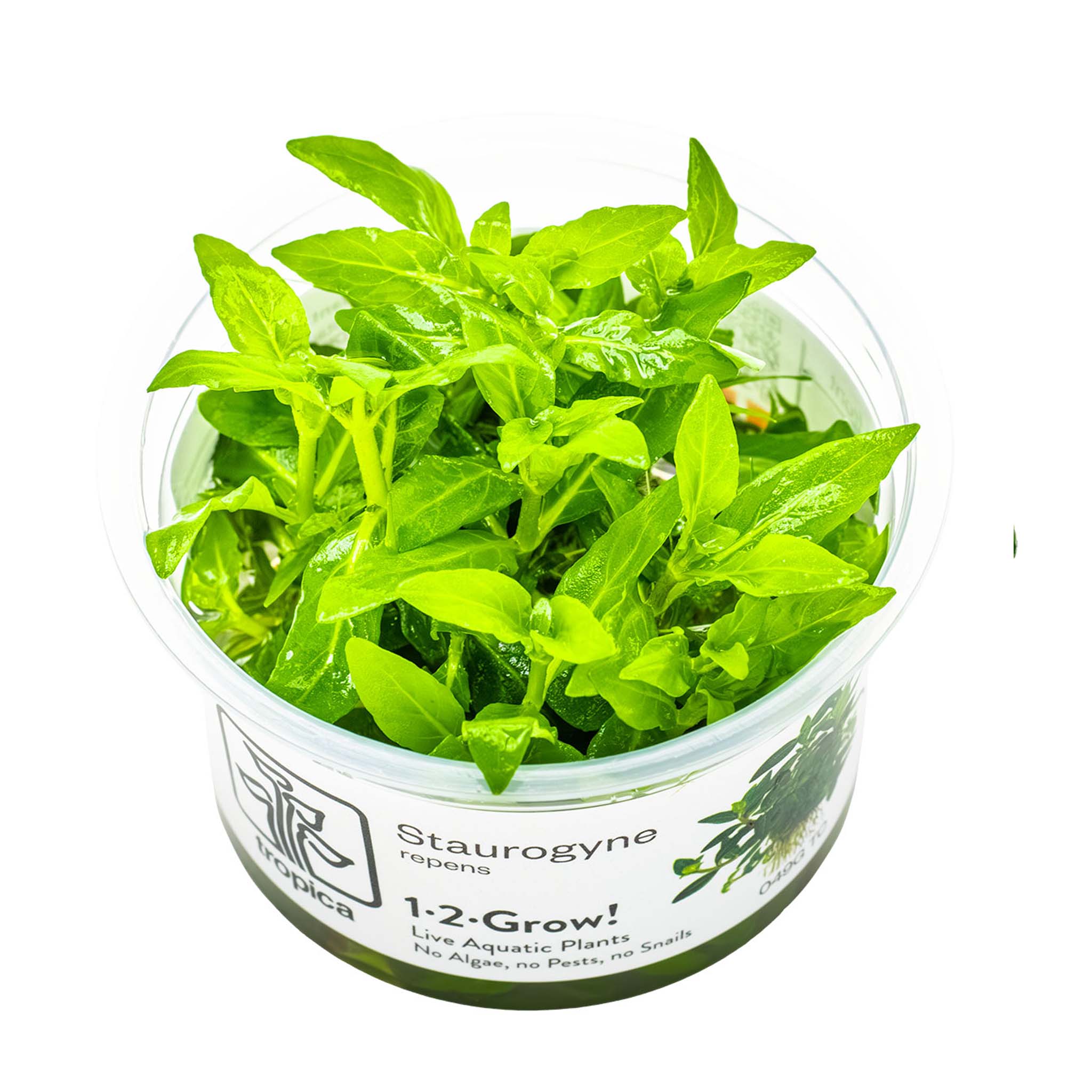 Staurogynerepens-Wasserpflanze