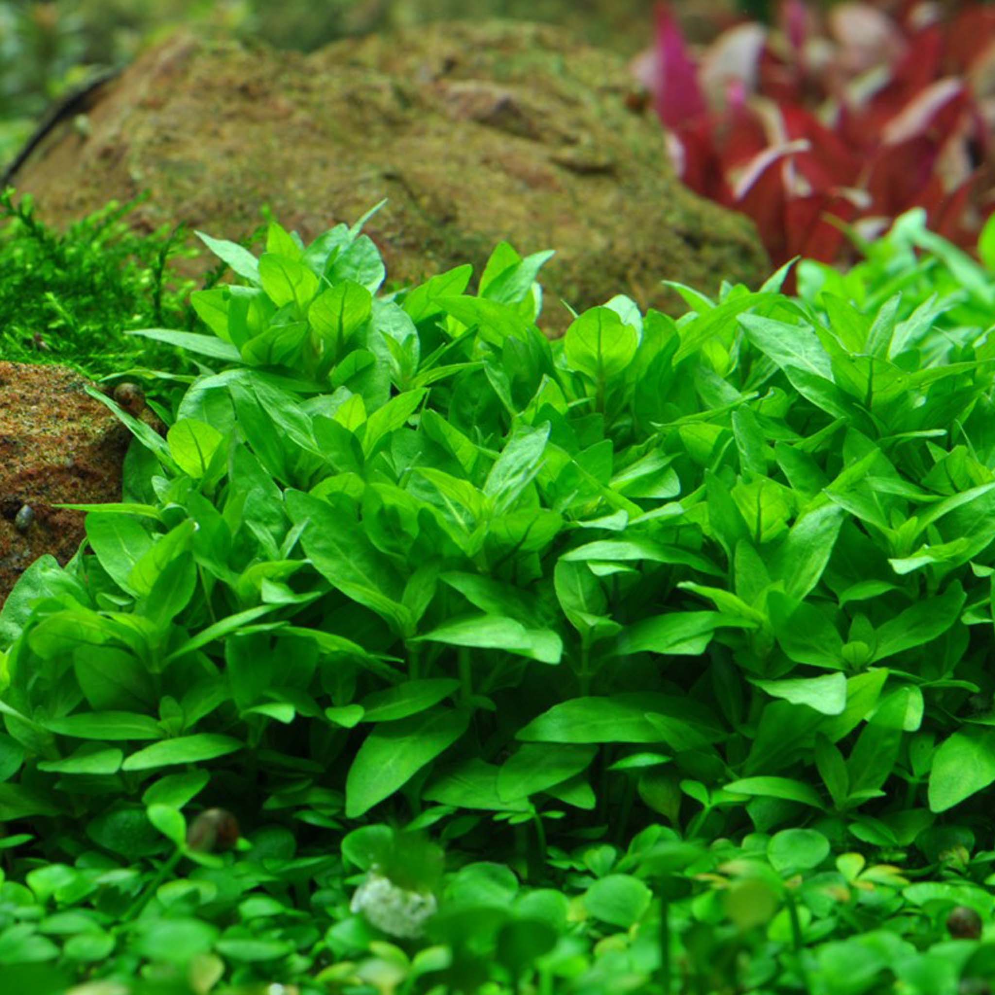 Staurogynerepens-im-Aquarium