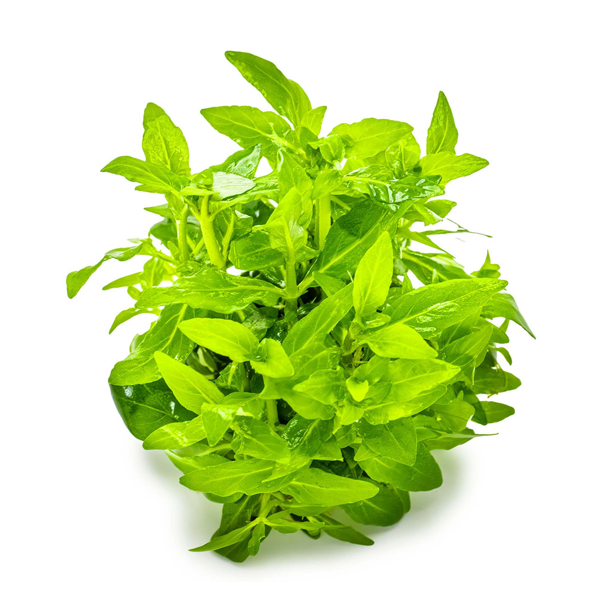 Staurogynerepens-ohne-Becher