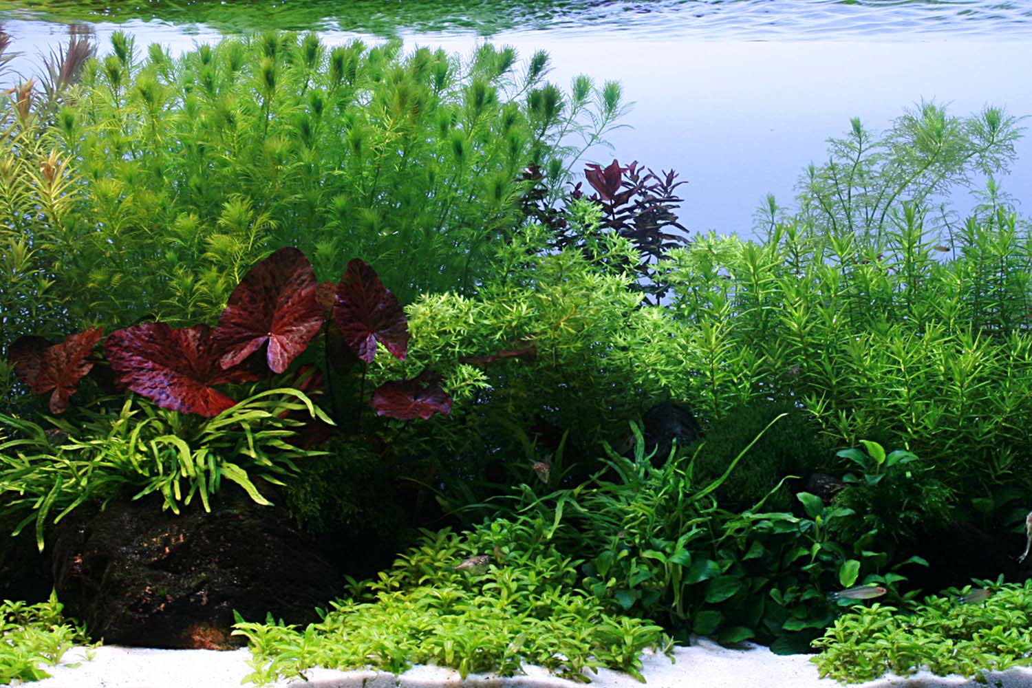 Taxiphyllum-Flame-Moos-Layout_dc0fae3d-d887-4fe7-b6db-f153eb4d4fb2