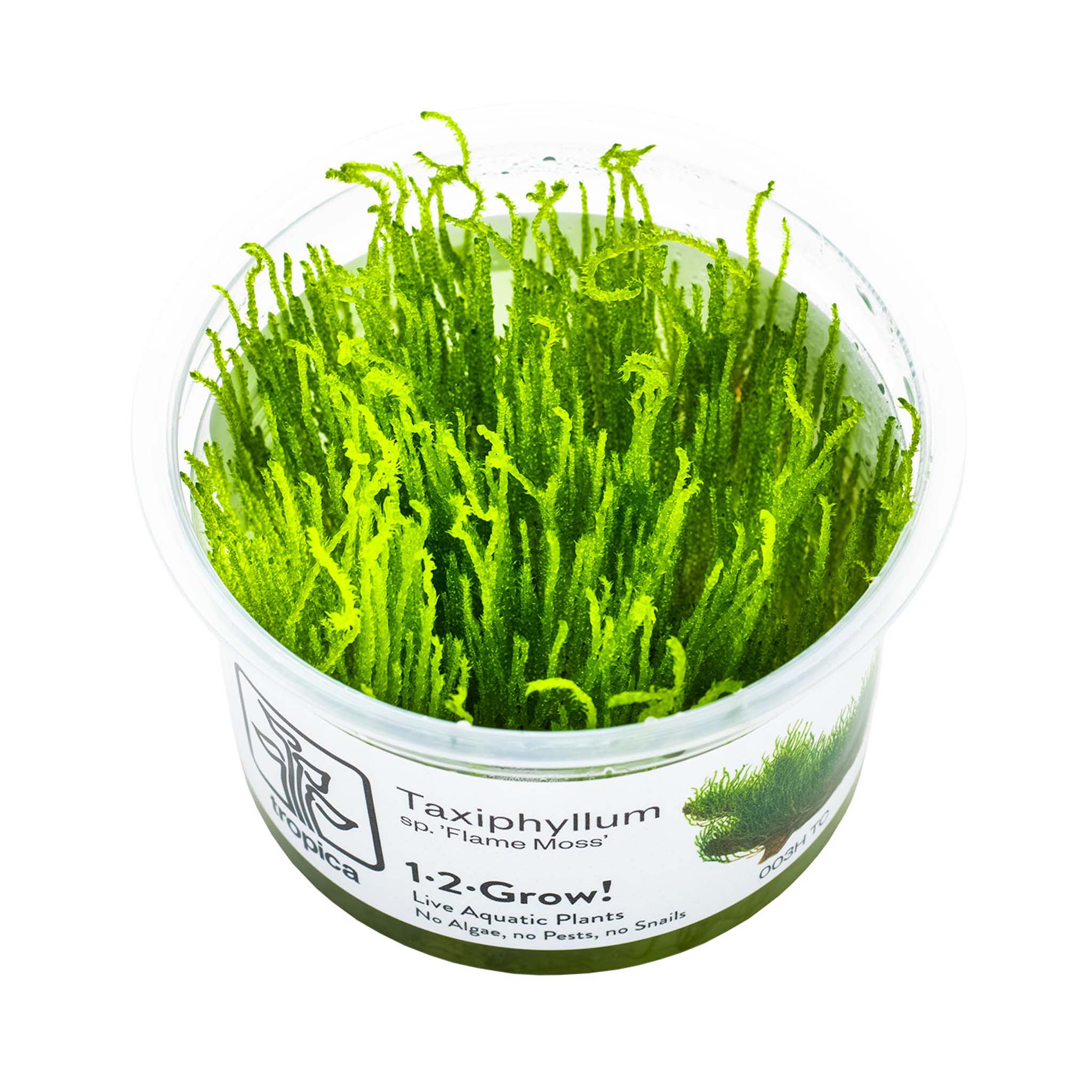 Taxiphyllum-Flame-Moos-Wasserpflanze