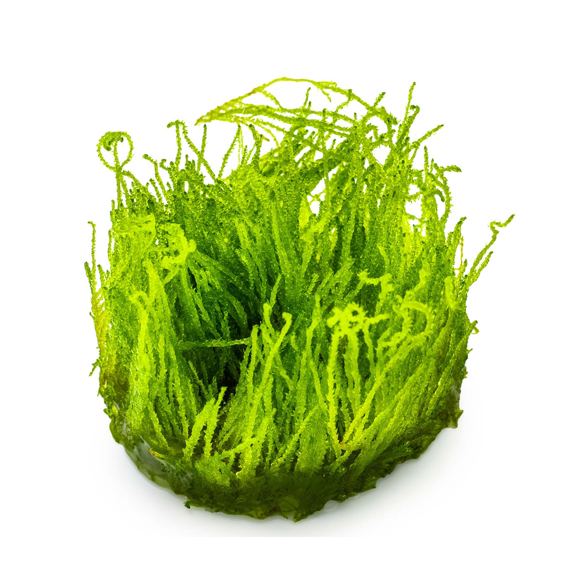 Taxiphyllum-Flame-Moos-ohne_Becher