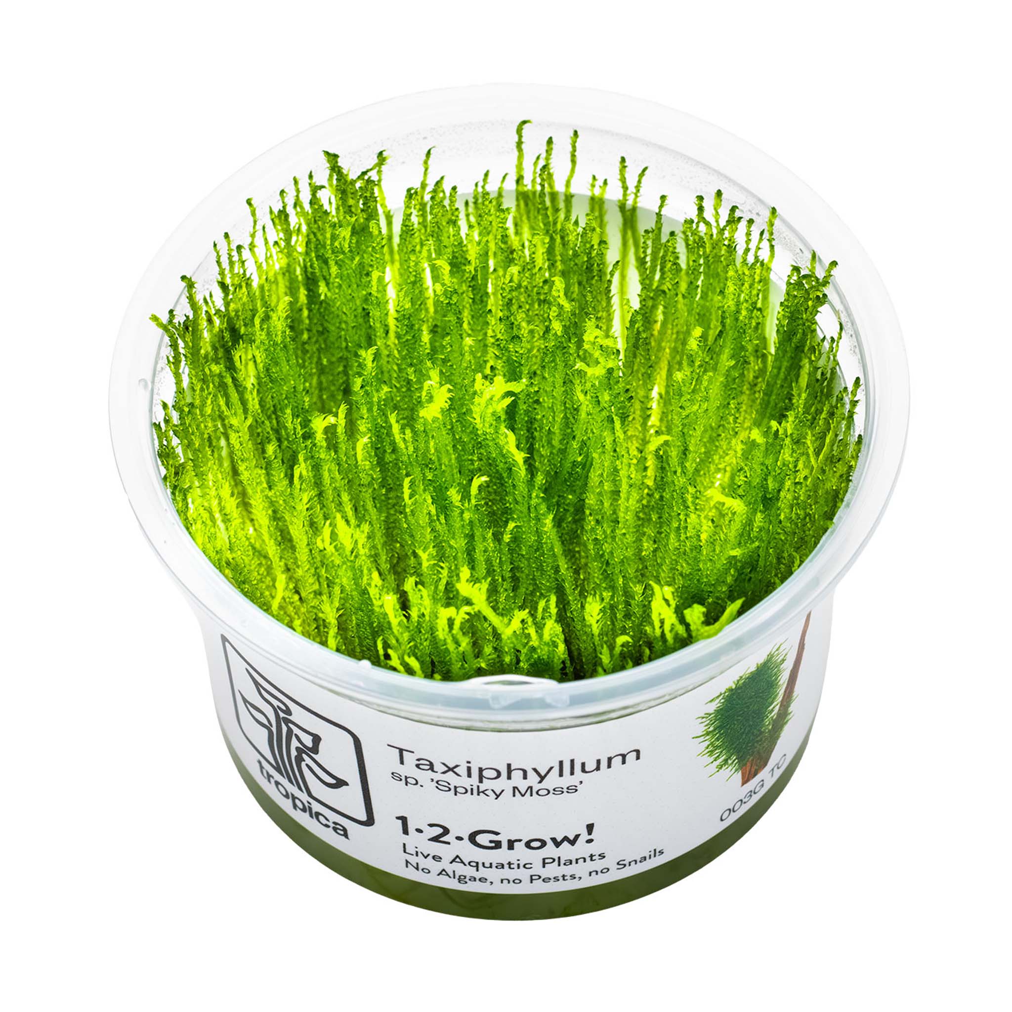 Taxiphyllum-Spiky-Moos-Wasserpflanze