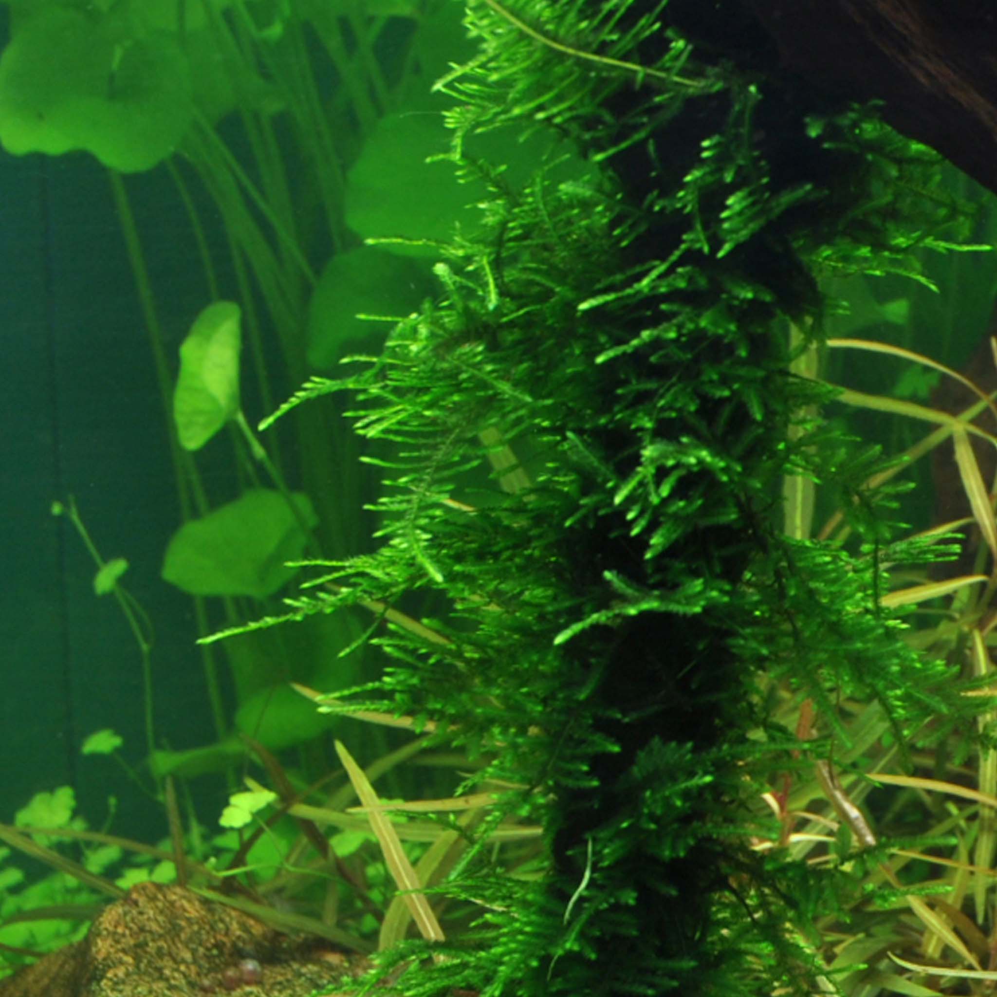 Taxiphyllum-Spiky-Moos-im-Aquarium