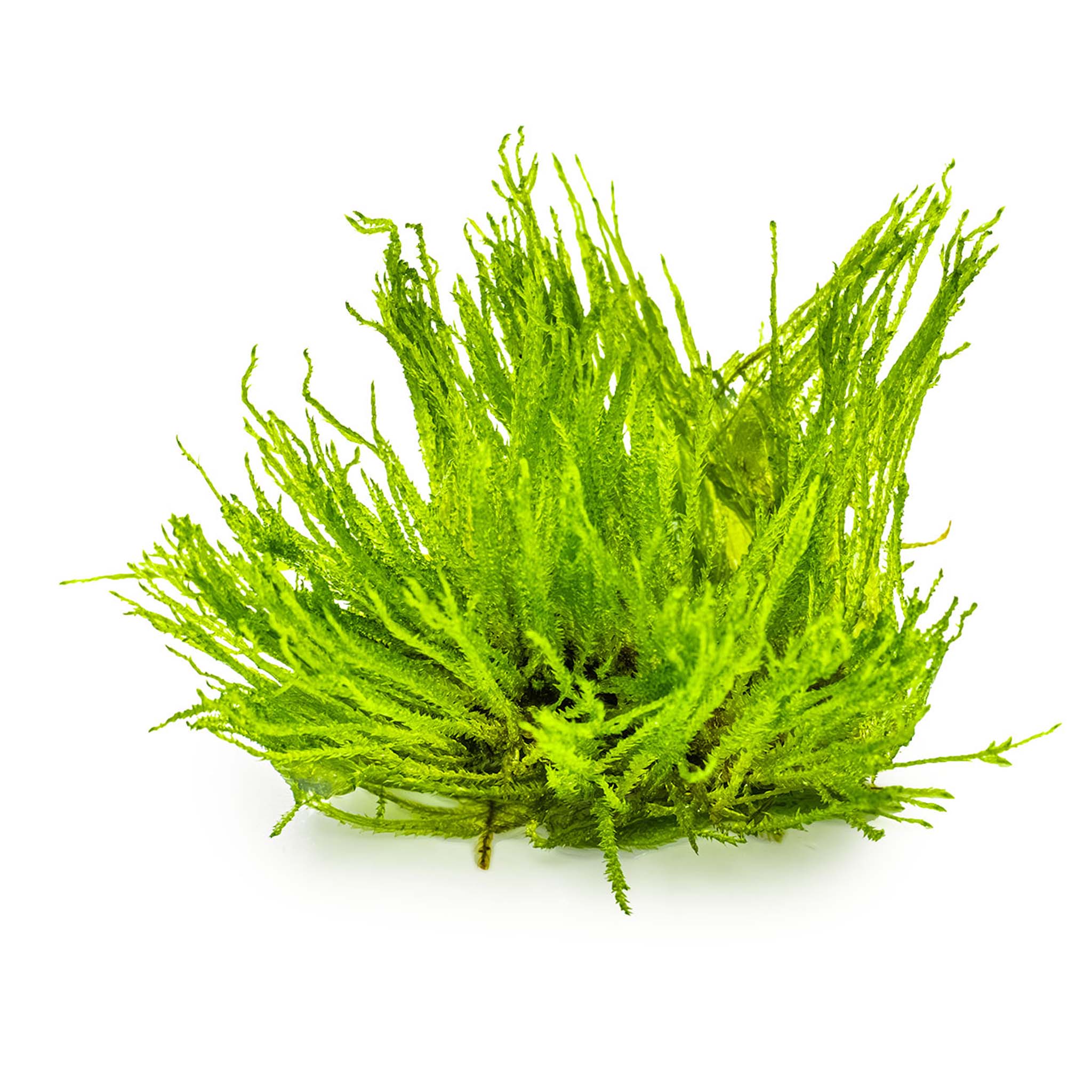 Taxiphyllum-Spiky-Moos-ohne-Becher