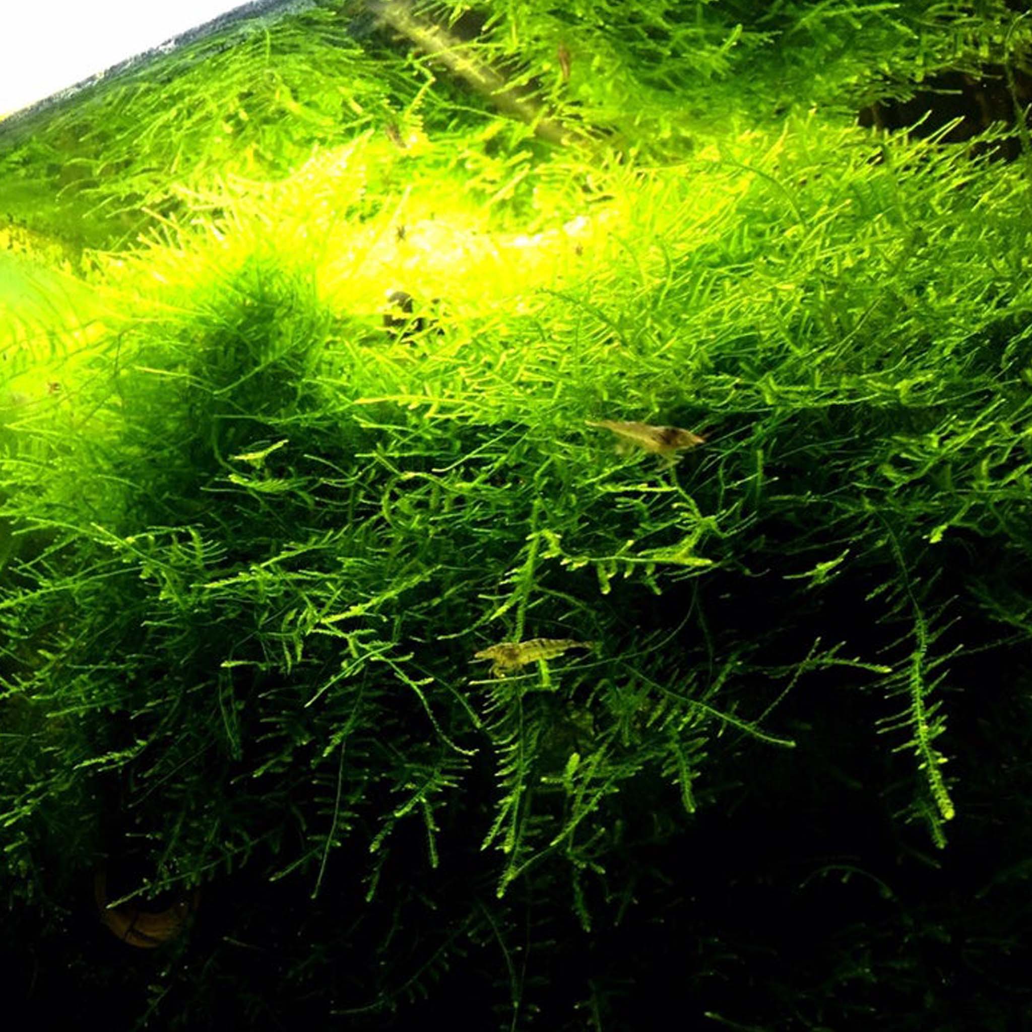 Taxiphyllum-alternans-Taiwan-im-Aquarium