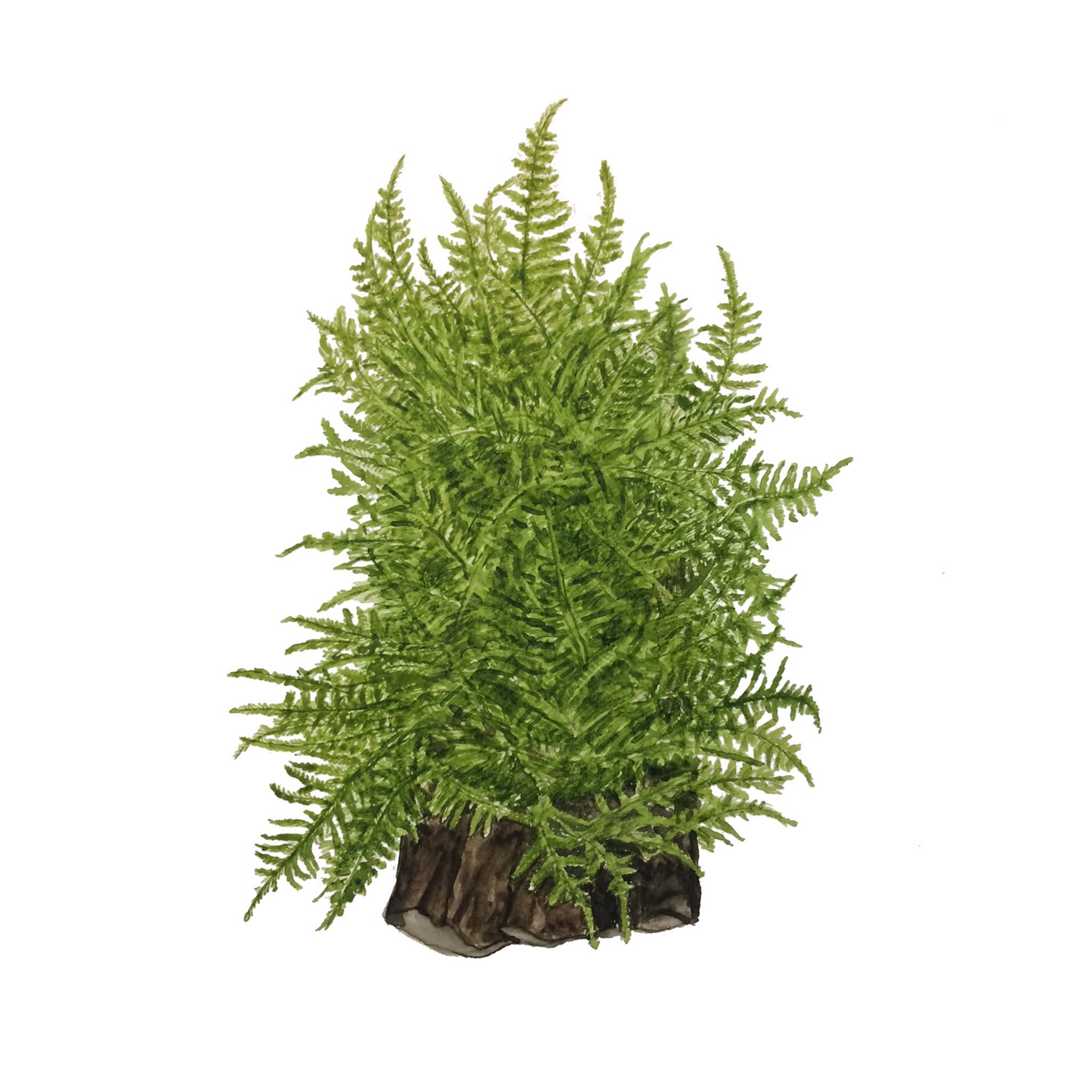 Taxiphyllum-alternans-TaiwanMoos-Zeichnung