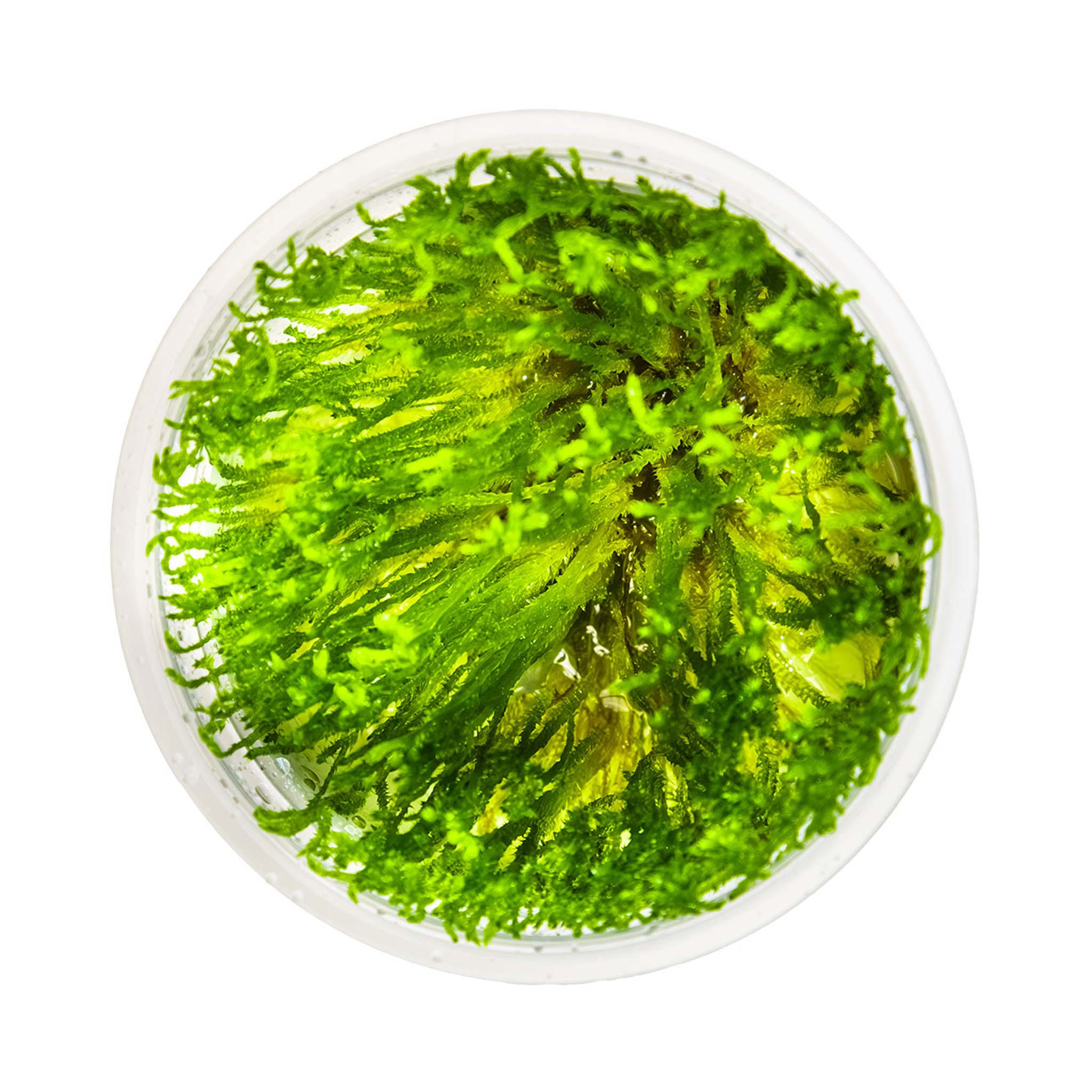Taxiphyllum-alternans-TaiwanMoos-von-oben