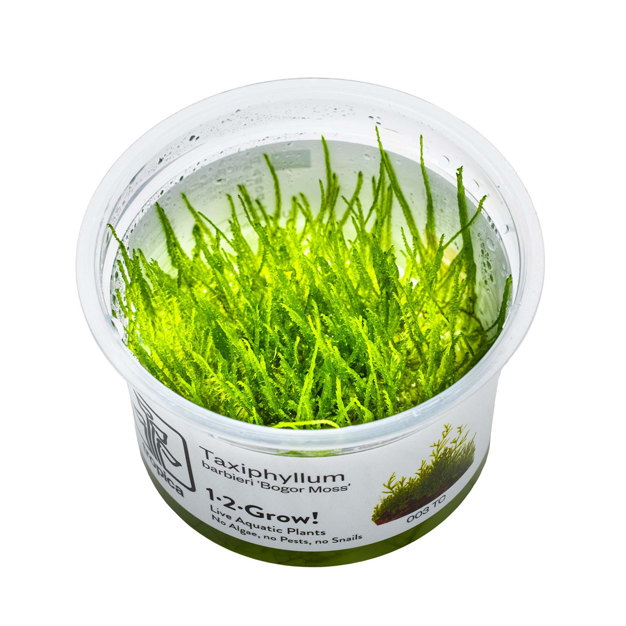 Taxiphyllum-barbieri-Bogor-Moos-Wasserpflanze