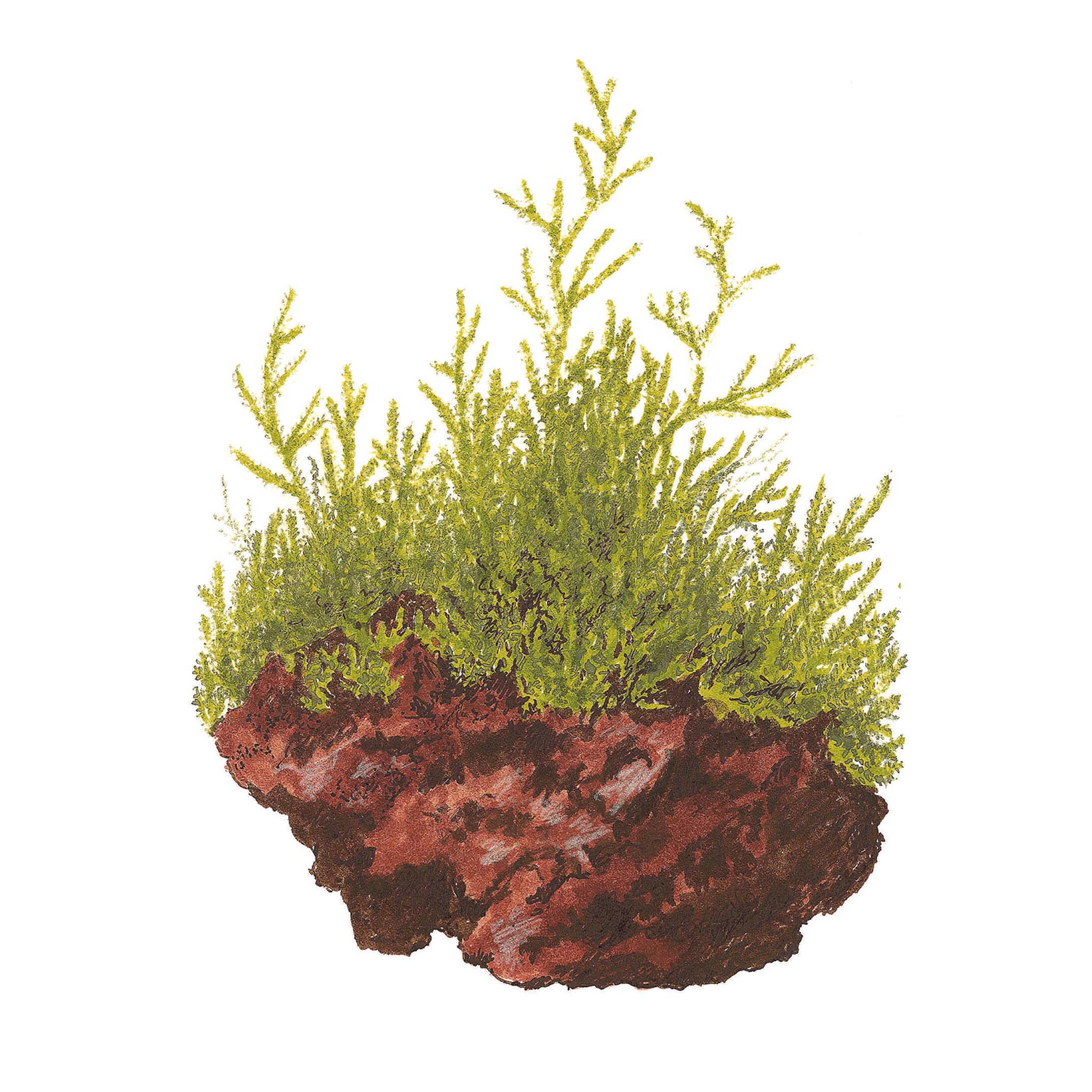 Taxiphyllum-barbieri-Bogor-Moos-Zeichnung