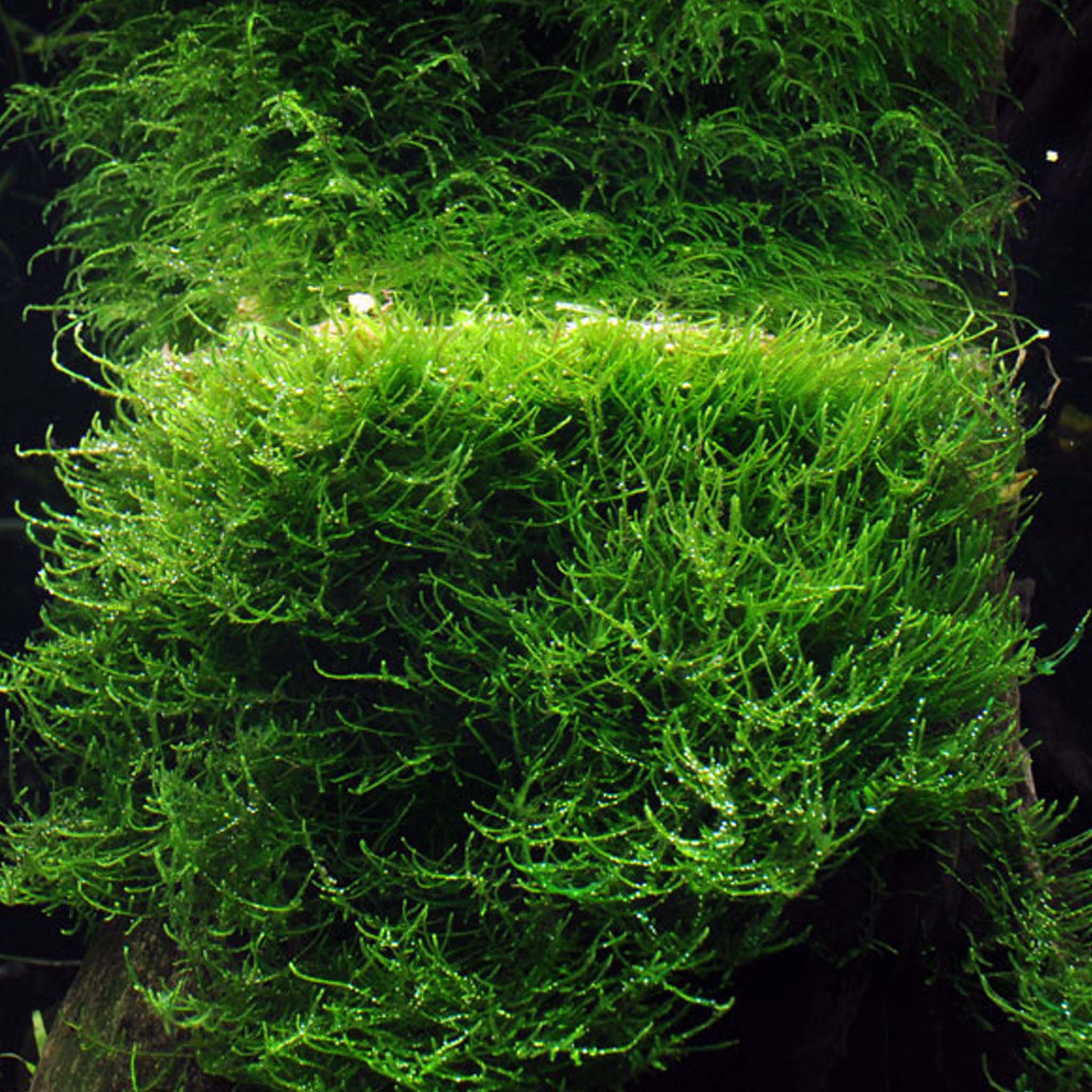 Taxiphyllum-barbieri-Bogor-Moos-im-Aquarium
